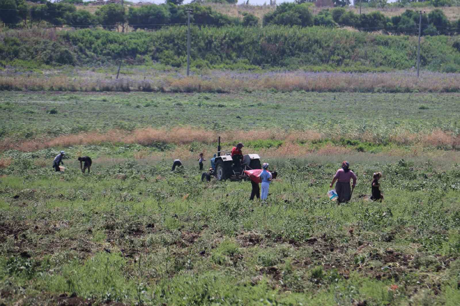 Depremzede çiftçi 350 dönümlük arazisindeki patatesi hayrına vatandaşlara bıraktı
