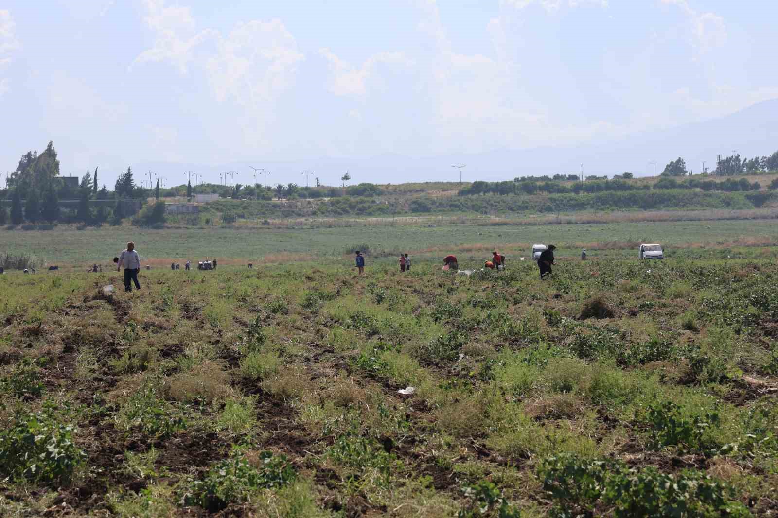 Depremzede çiftçi 350 dönümlük arazisindeki patatesi hayrına vatandaşlara bıraktı
