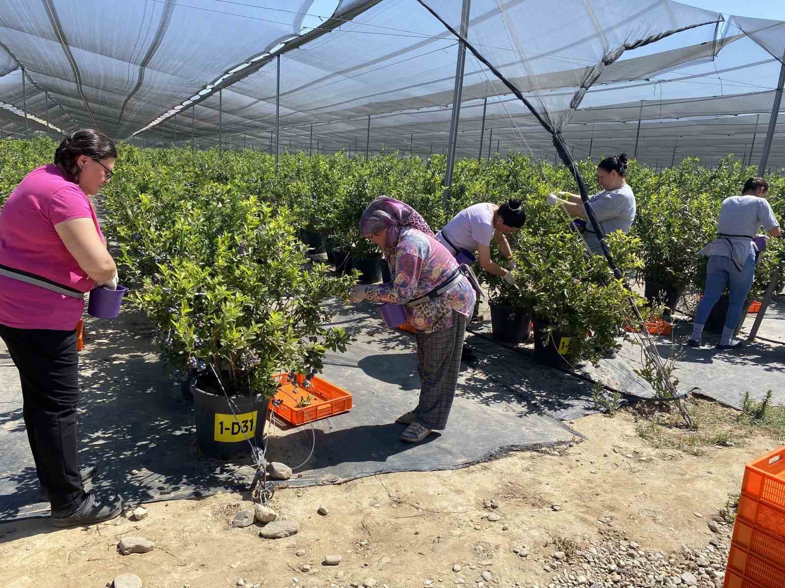 Üzüm bağını yaban mersini bahçesine çevirdi
