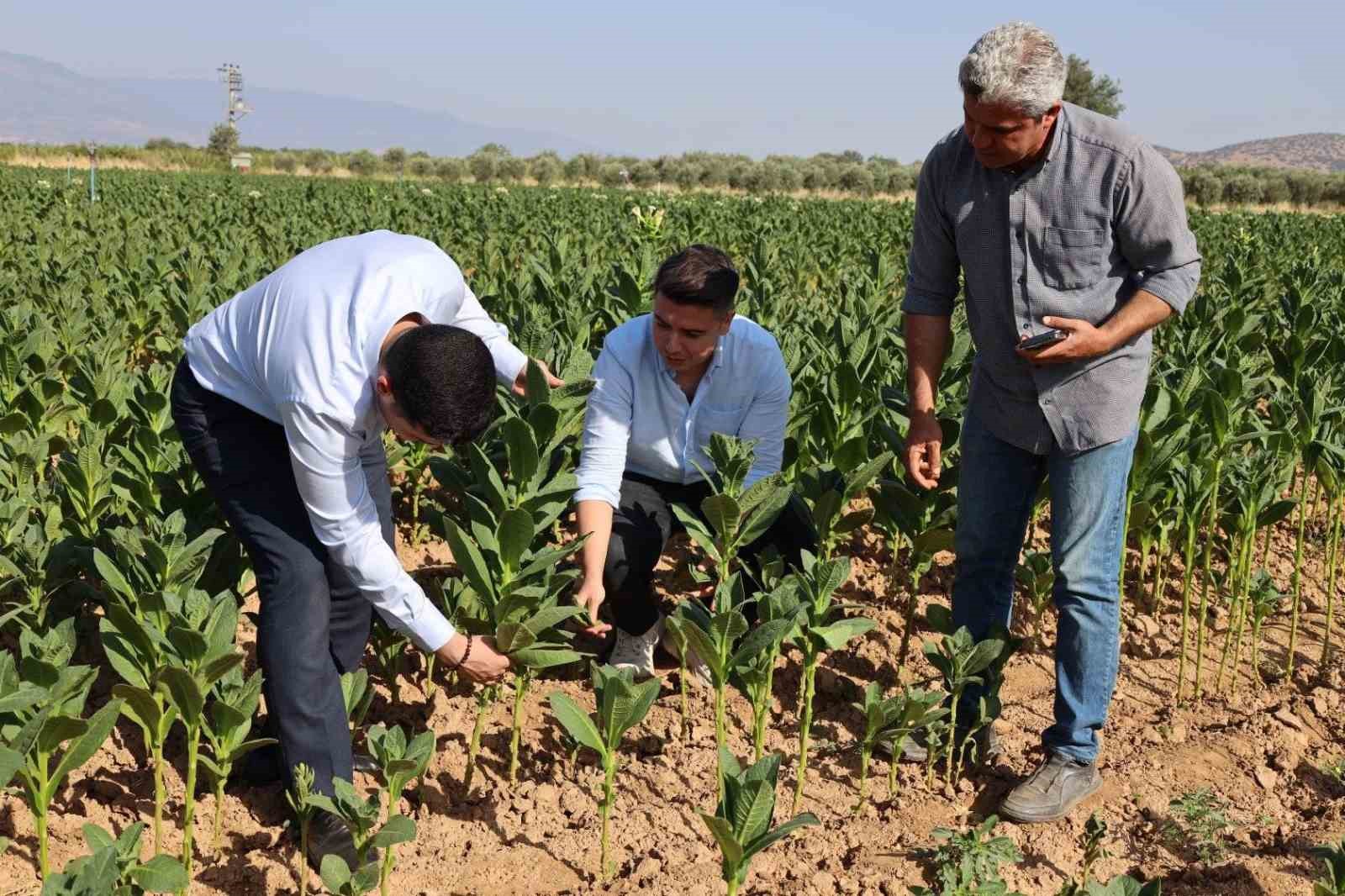 Kaymakam Gündoğdu ve Cumhuriyet Savcısı Tan tütün hasadına katıldı
