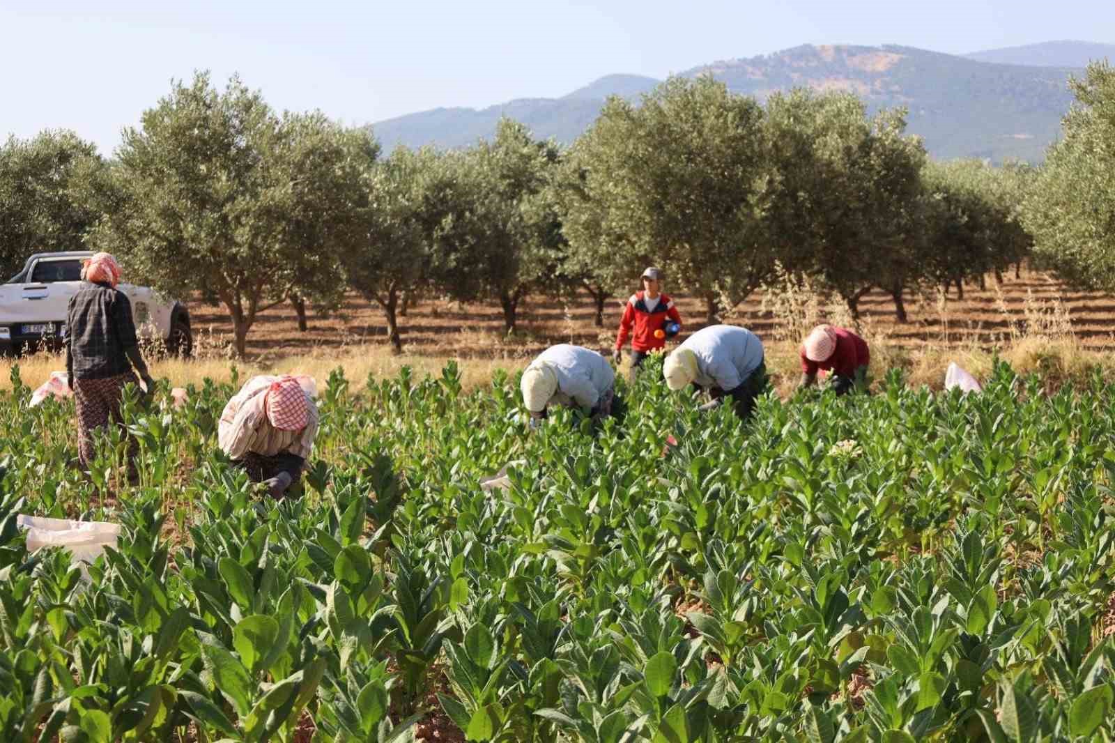 Kaymakam Gündoğdu ve Cumhuriyet Savcısı Tan tütün hasadına katıldı
