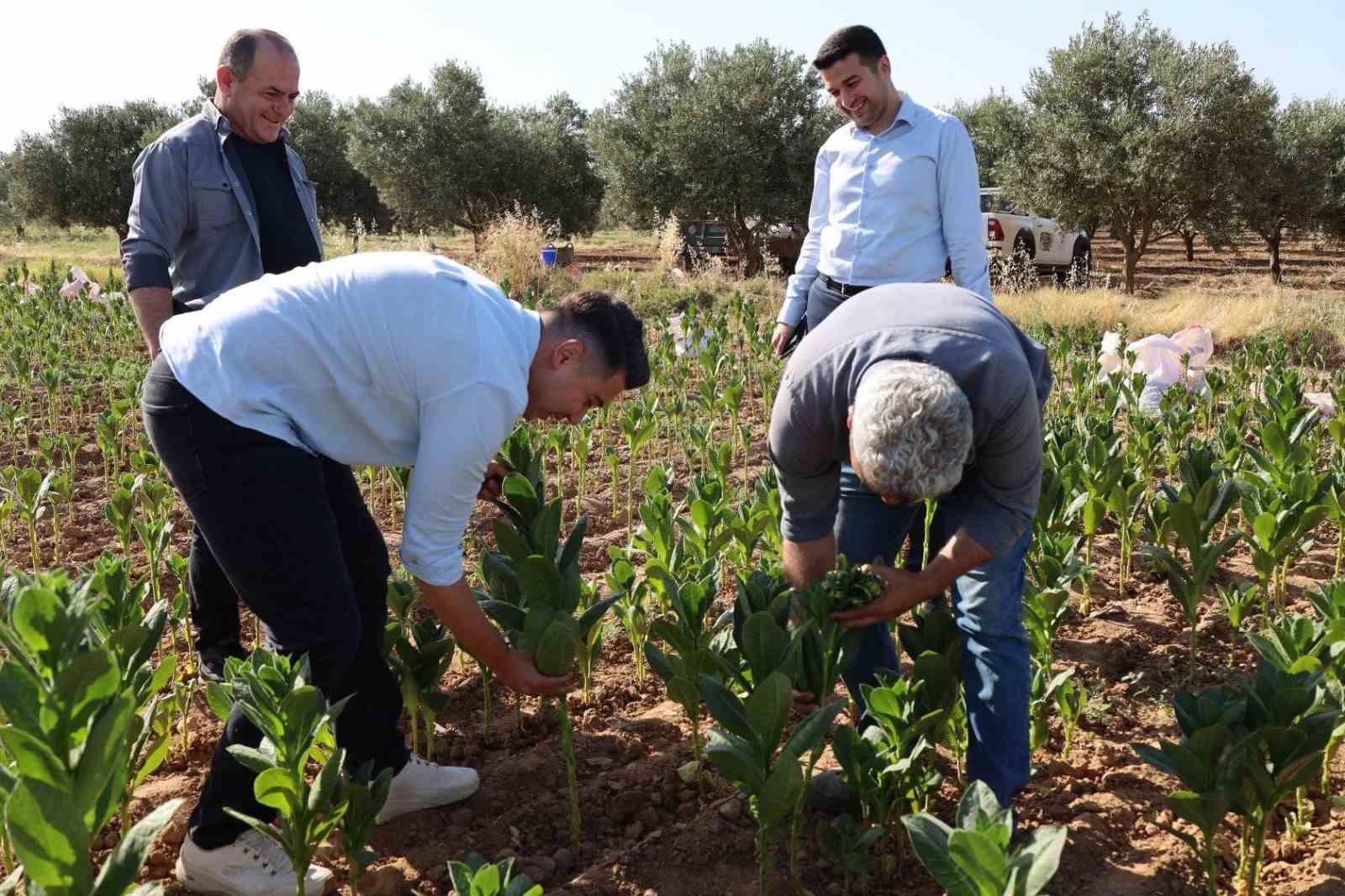 Kaymakam Gündoğdu ve Cumhuriyet Savcısı Tan tütün hasadına katıldı
