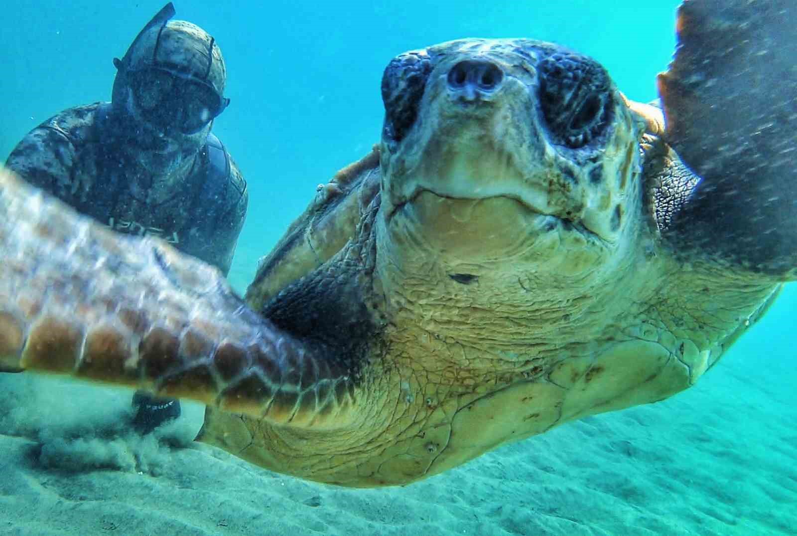 Çanakale Boğazı’nda caretta caretta ile selfie
