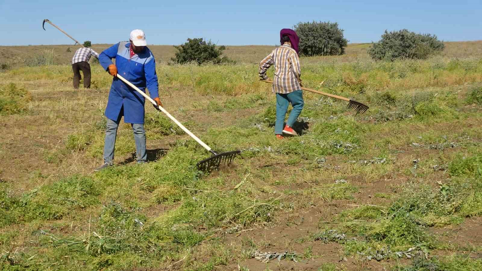 Aylıkları 45 bin liraya geliyor, ancak sayıları her geçen yıl azalıyor
