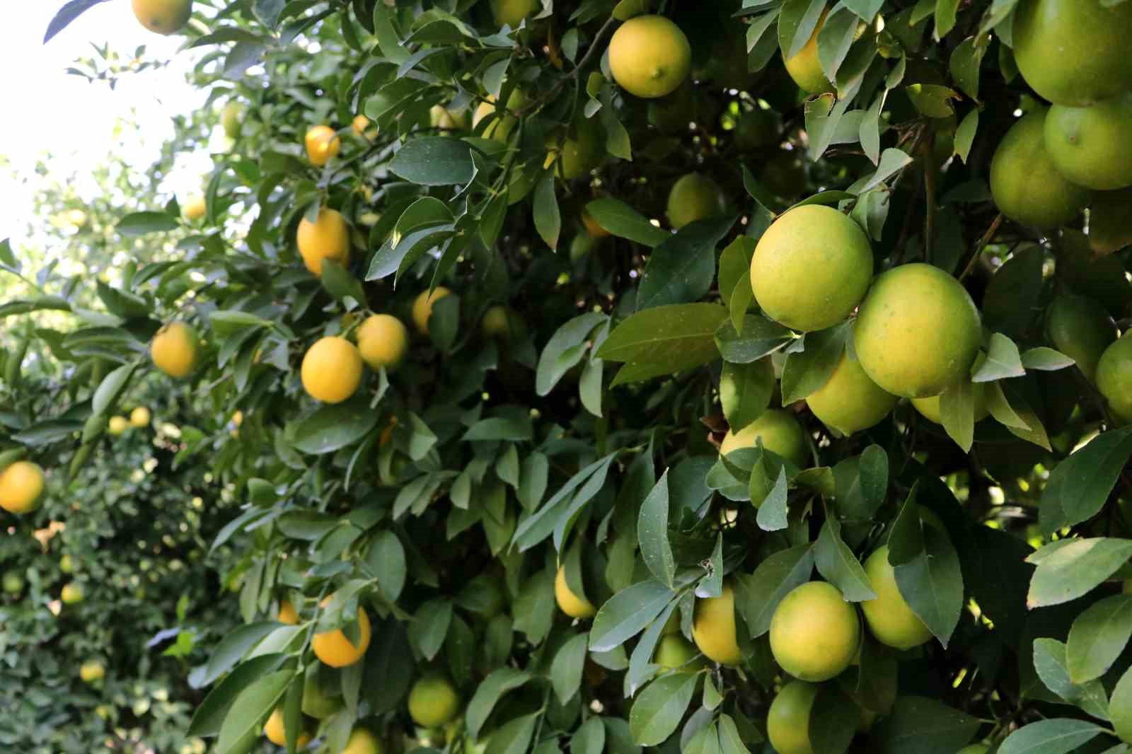 Çiğli havada hasat edilip depoya konan limonlar çürüdü
