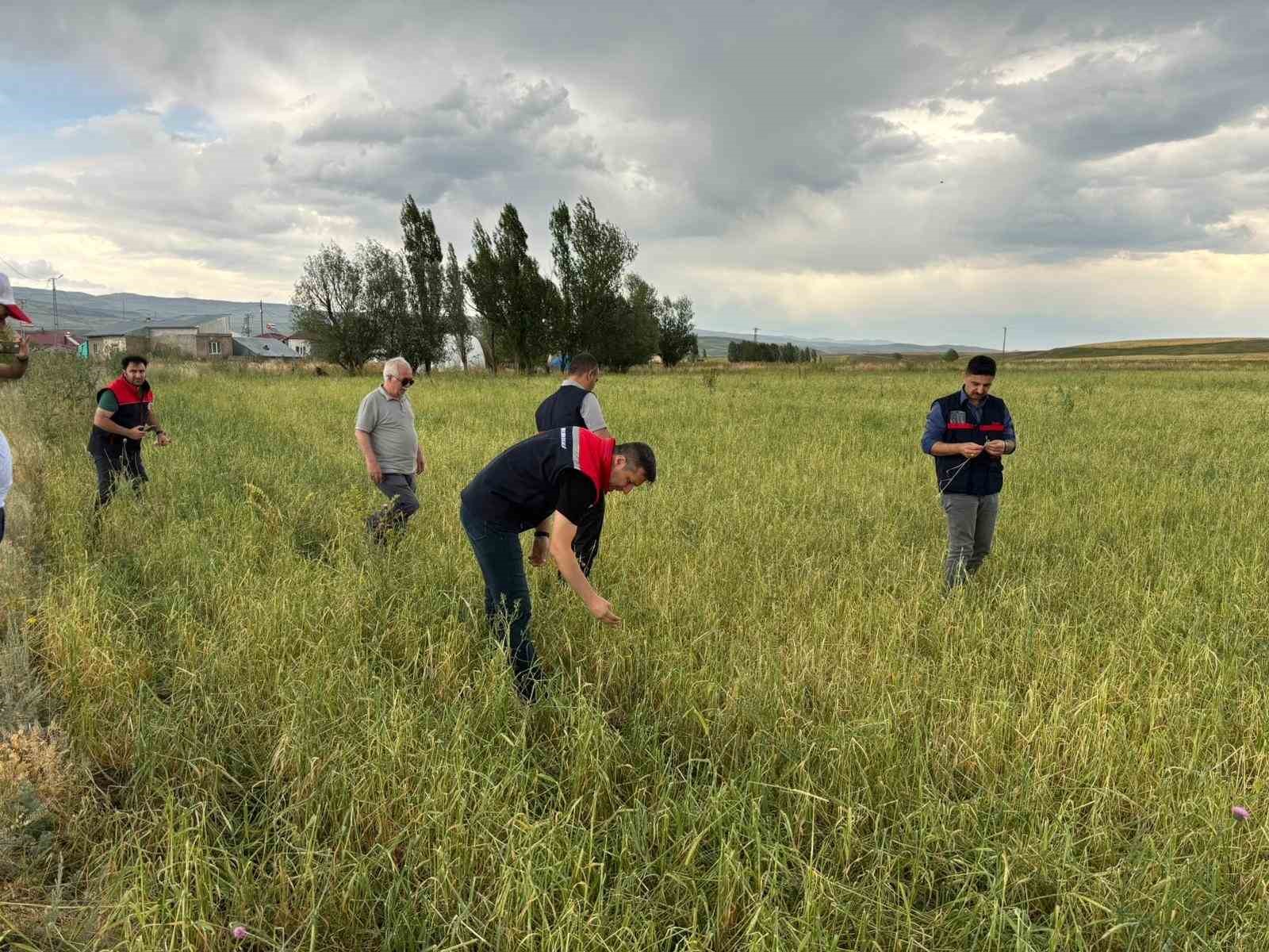 Ağrı’da etkili olan dolu tarımda zarara neden oldu
