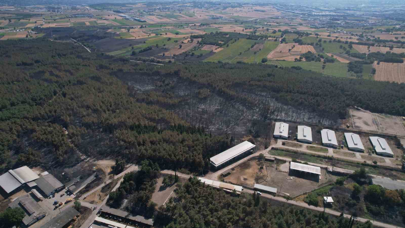 Üniversitenin küle dönen çamla kaplı ormanı böyle görüntülendi
