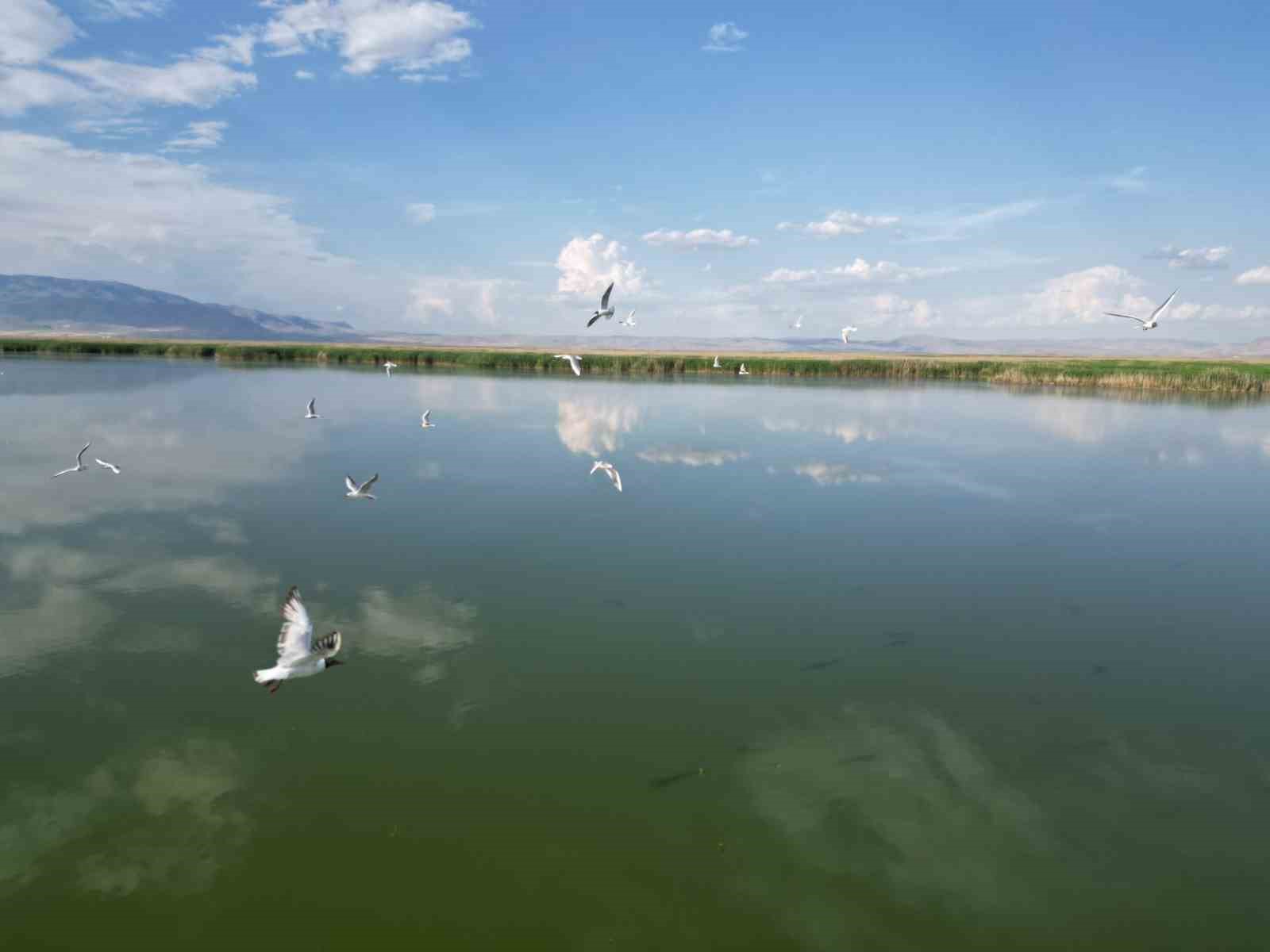 Eber Gölü’nde su seviyesinin azalması kuş türlerini olumsuz etkiledi
