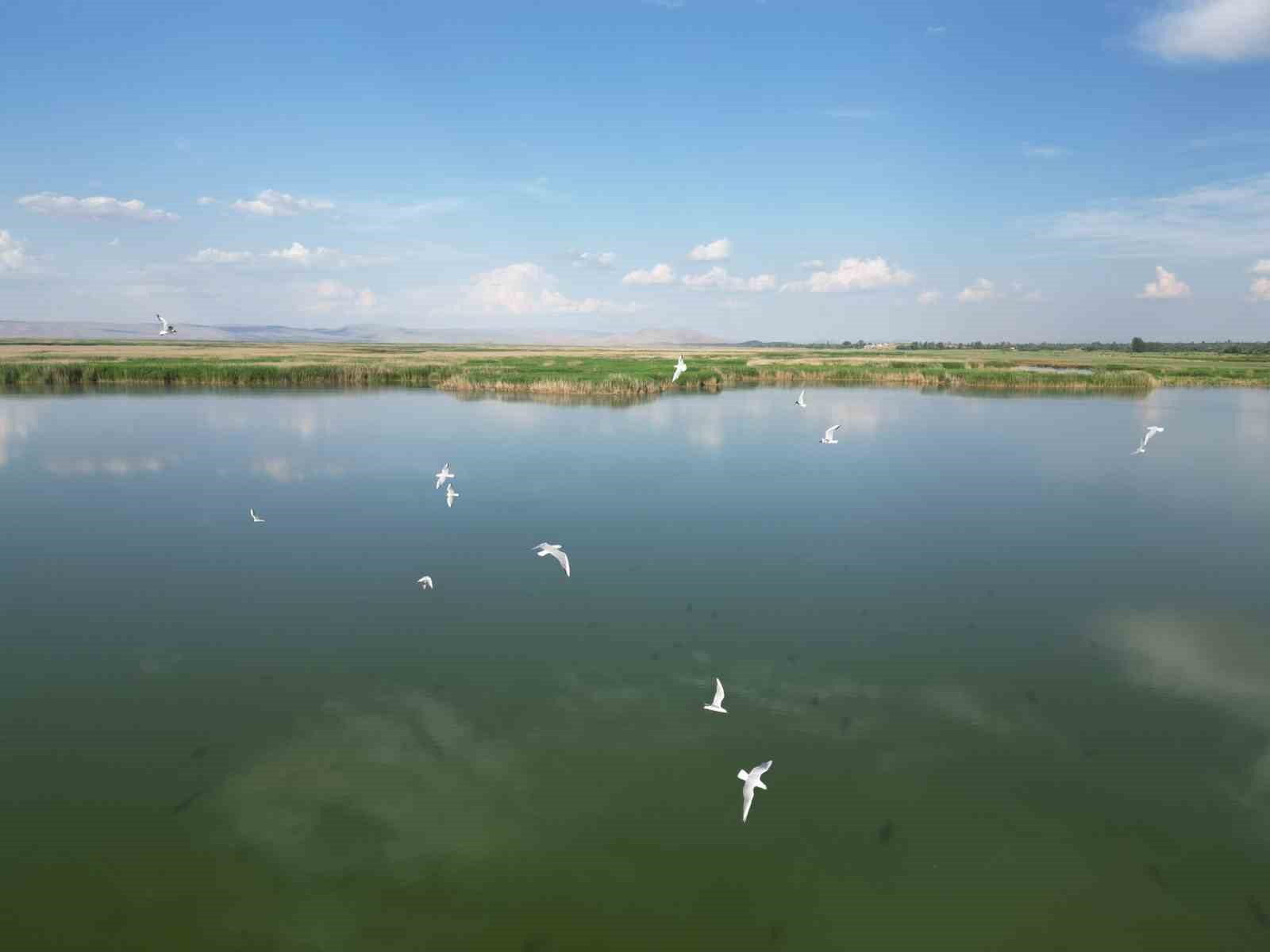 Eber Gölü’nde su seviyesinin azalması kuş türlerini olumsuz etkiledi
