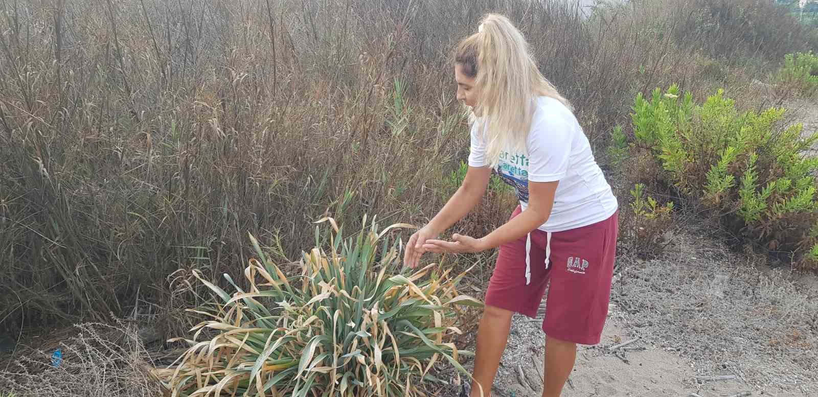 Koruma altındaki kum zambakları Alanya’da küresel ısınma kurbanı oldu
