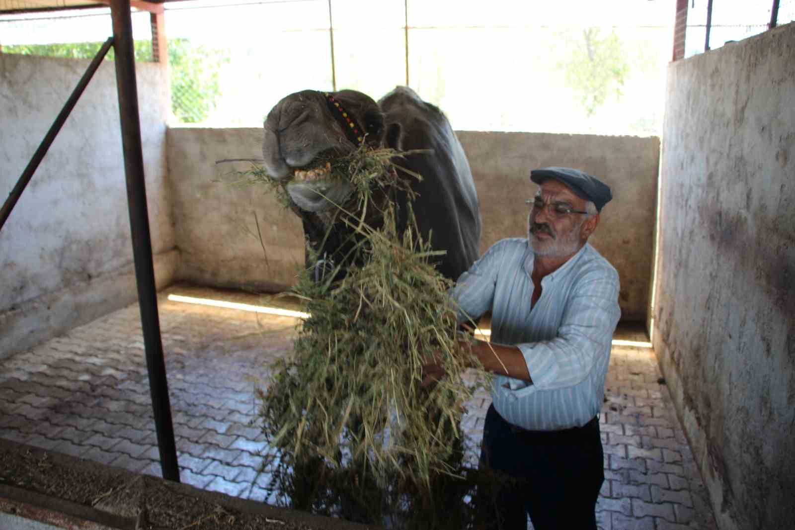 Hava sıcaklıkları develeri bile bunalttı, sahipleri serpme su ile serinletmeye başladı
