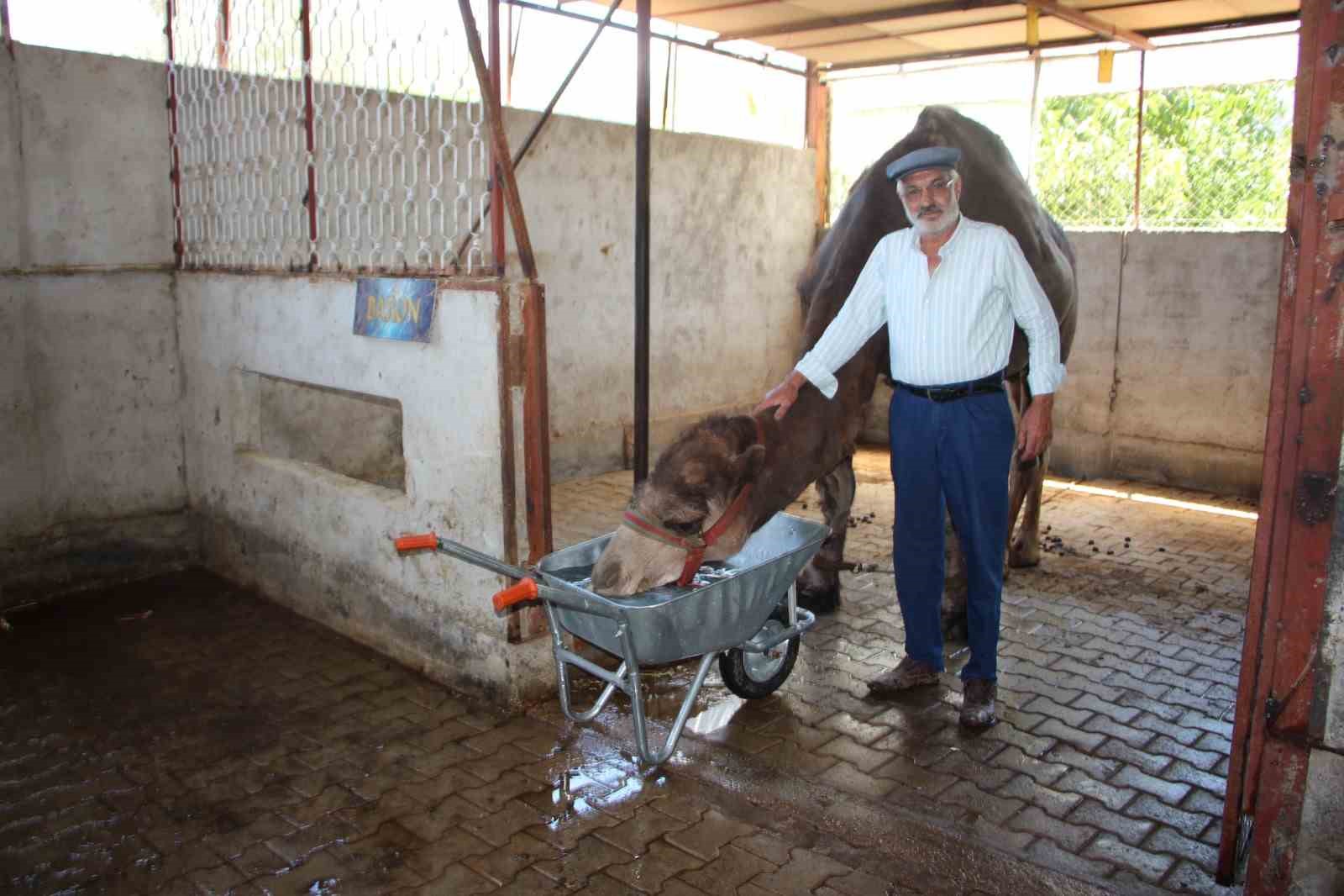 Hava sıcaklıkları develeri bile bunalttı, sahipleri serpme su ile serinletmeye başladı
