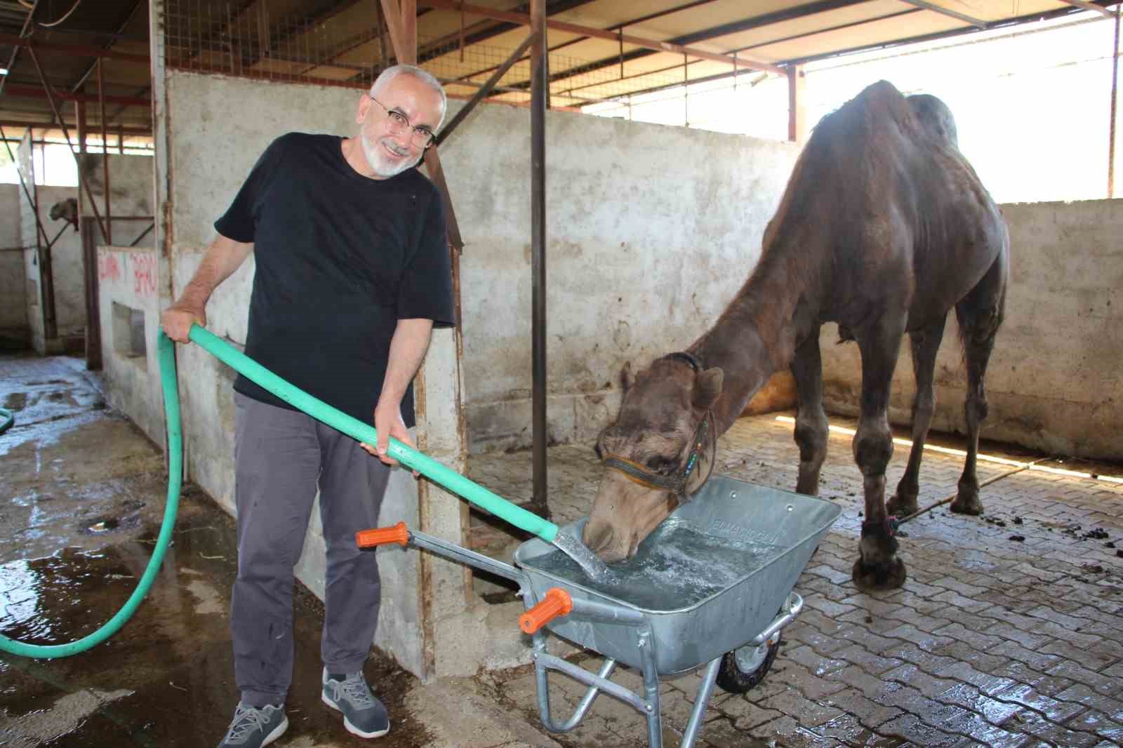 Hava sıcaklıkları develeri bile bunalttı, sahipleri serpme su ile serinletmeye başladı
