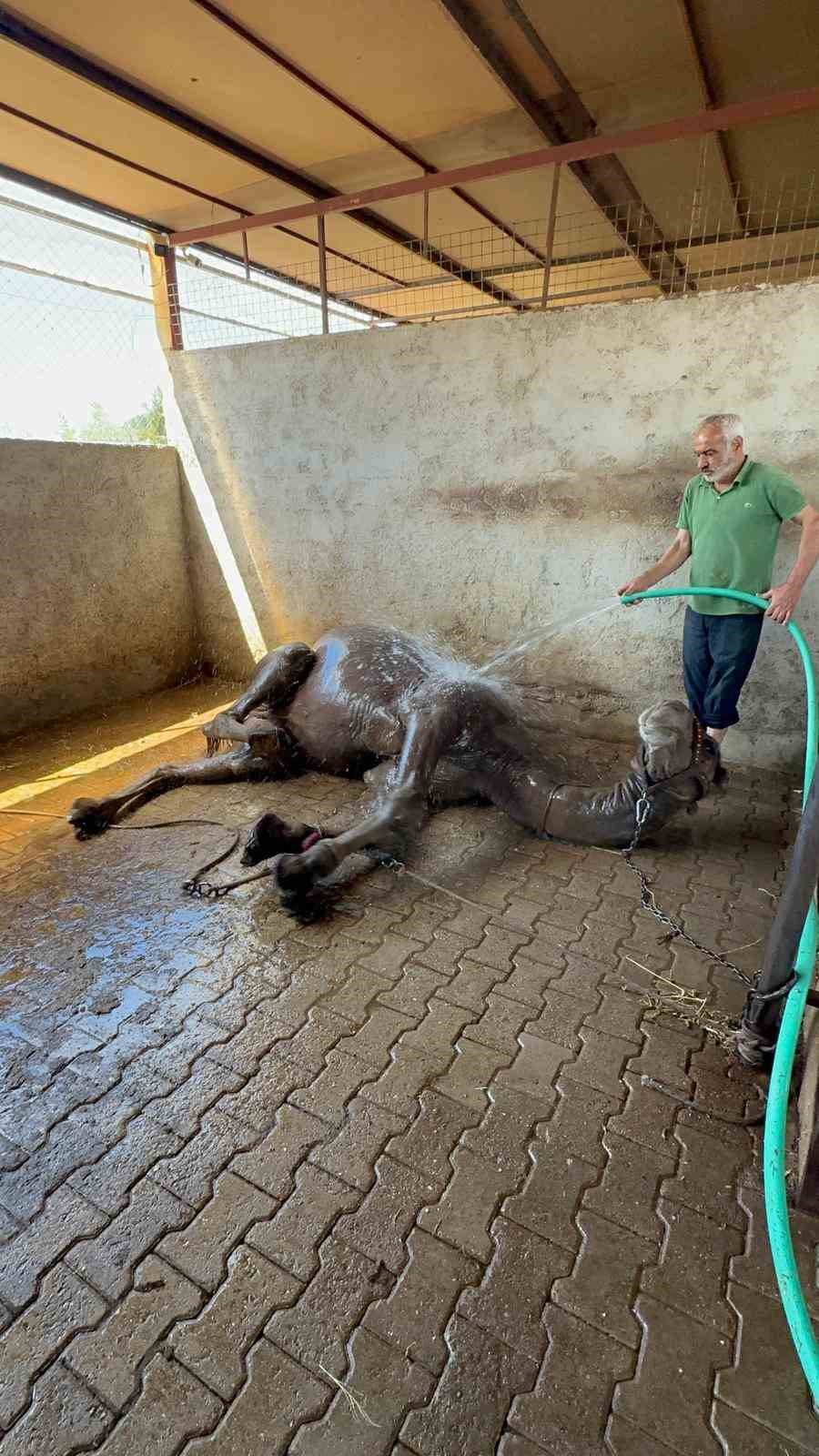 Hava sıcaklıkları develeri bile bunalttı, sahipleri serpme su ile serinletmeye başladı
