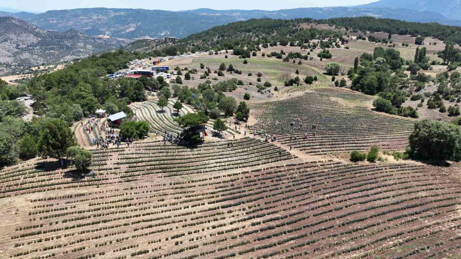 Nallıhan’da “Lavanta Hasat Şenliği” düzenlendi
