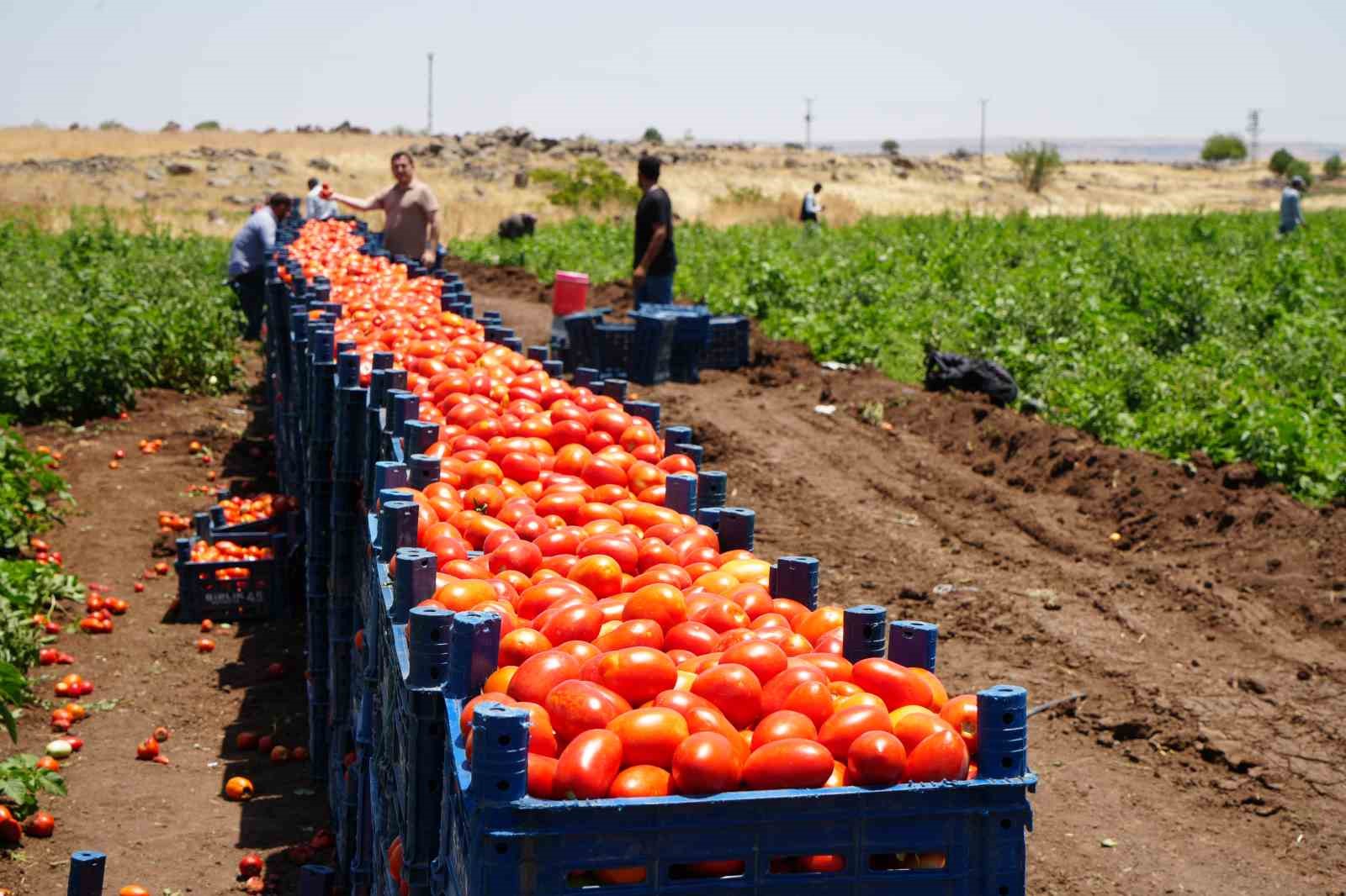 Tarlada 5 TL’den satılan domatesin kavurucu sıcak altında hasadı başladı
