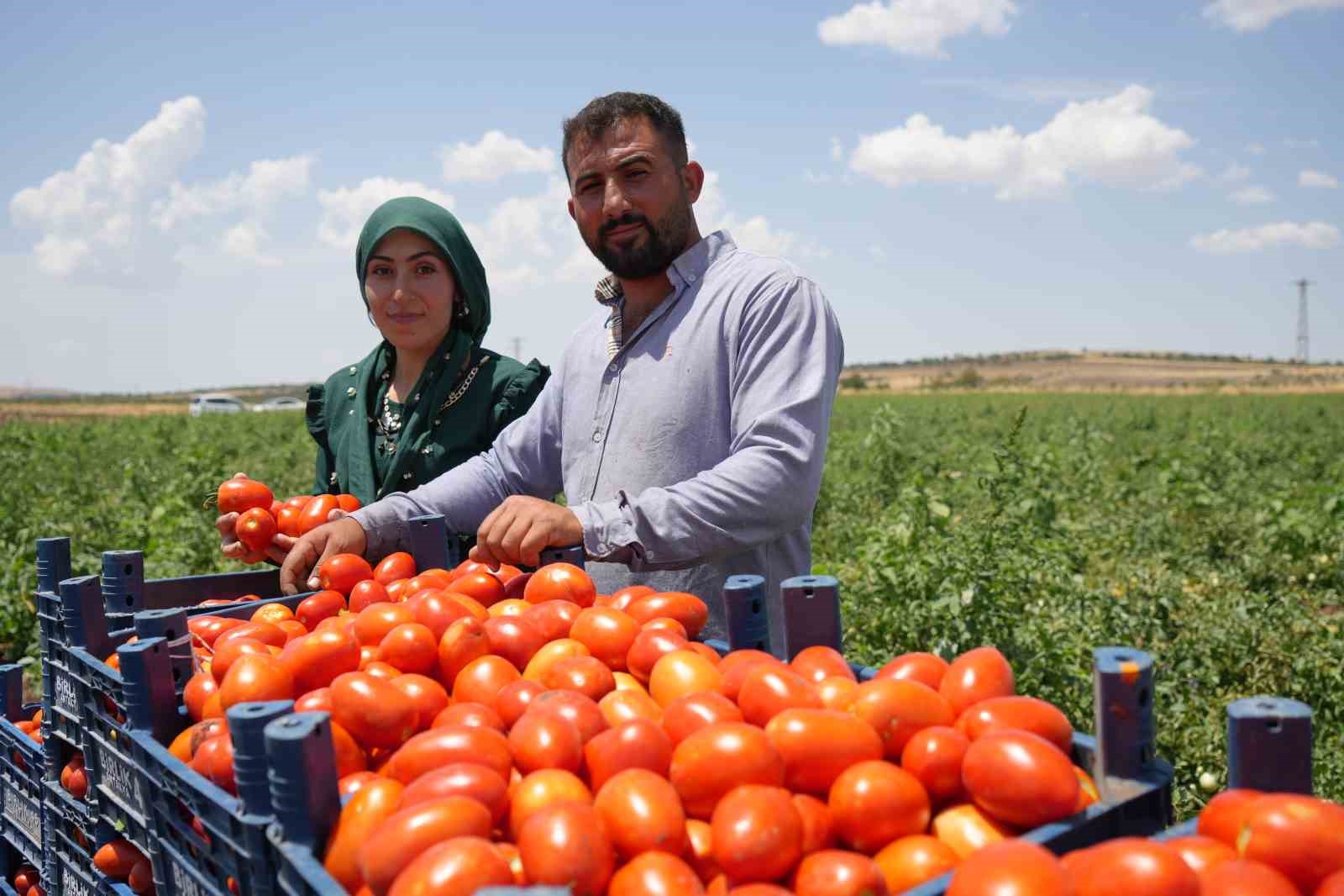 Tarlada 5 TL’den satılan domatesin kavurucu sıcak altında hasadı başladı
