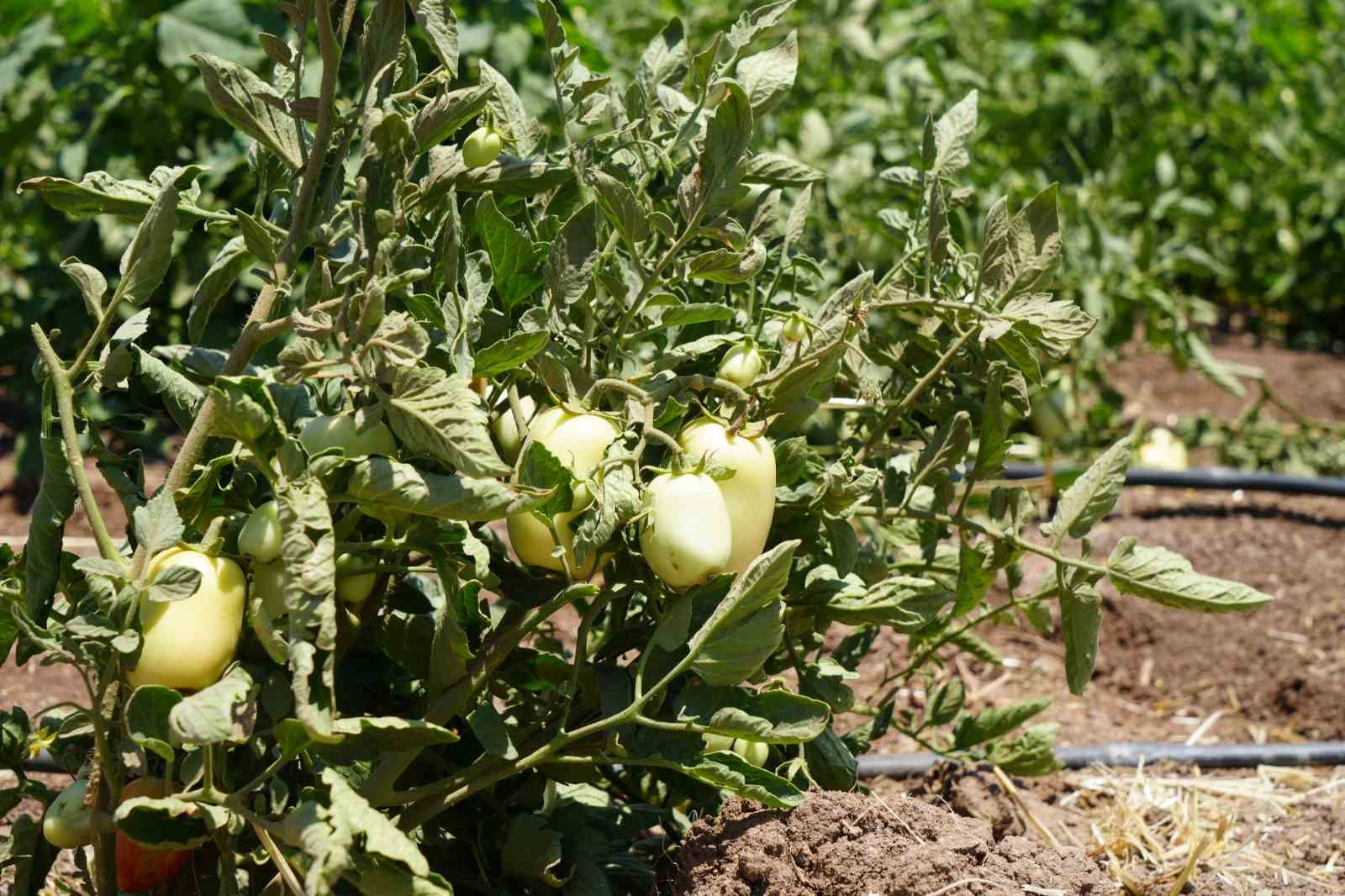 Tarlada 5 TL’den satılan domatesin kavurucu sıcak altında hasadı başladı
