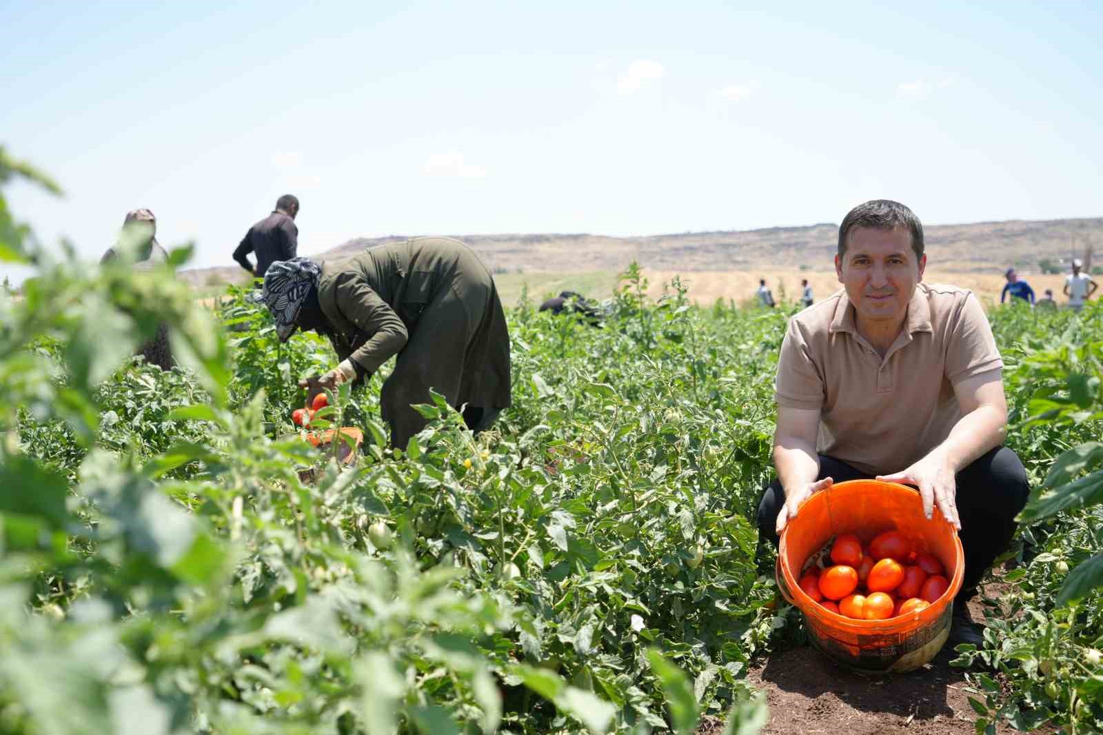 Tarlada 5 TL’den satılan domatesin kavurucu sıcak altında hasadı başladı
