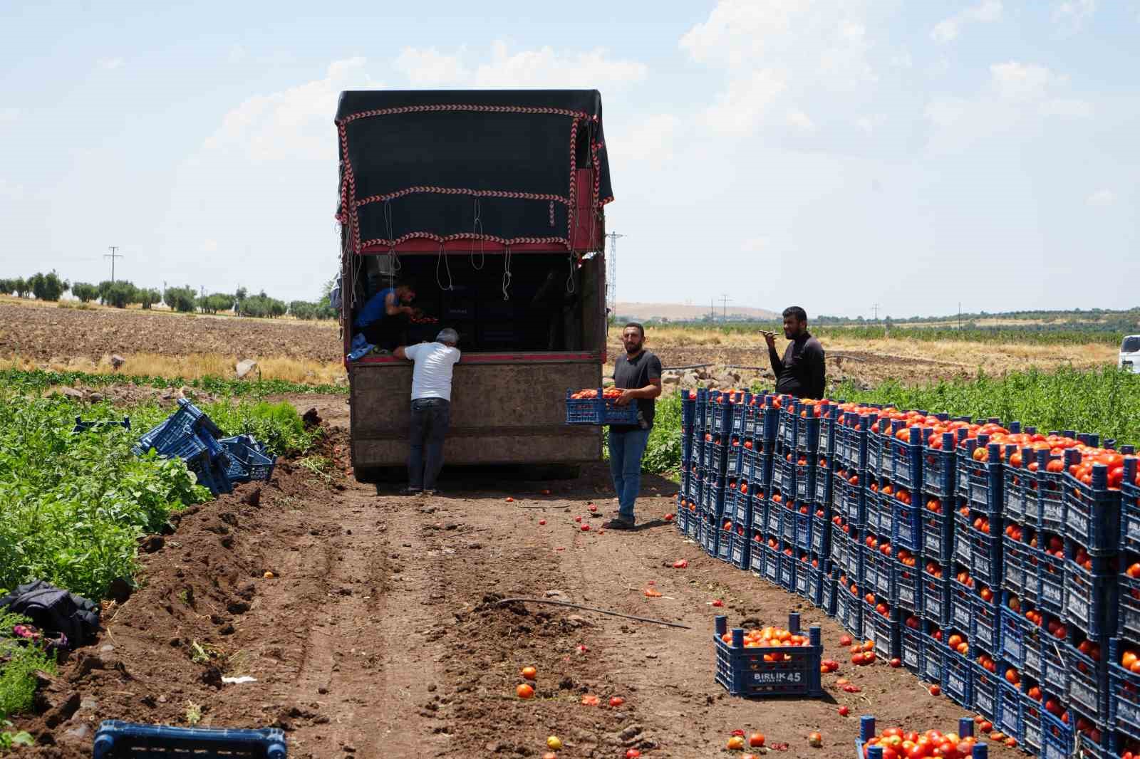 Tarlada 5 TL’den satılan domatesin kavurucu sıcak altında hasadı başladı
