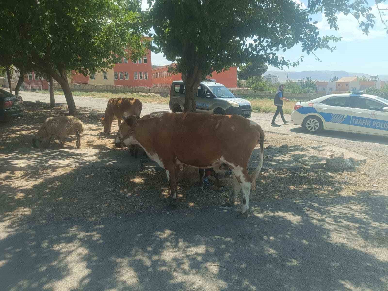 Batman’da başıboş hayvanların sahiplerine ceza kesildi
