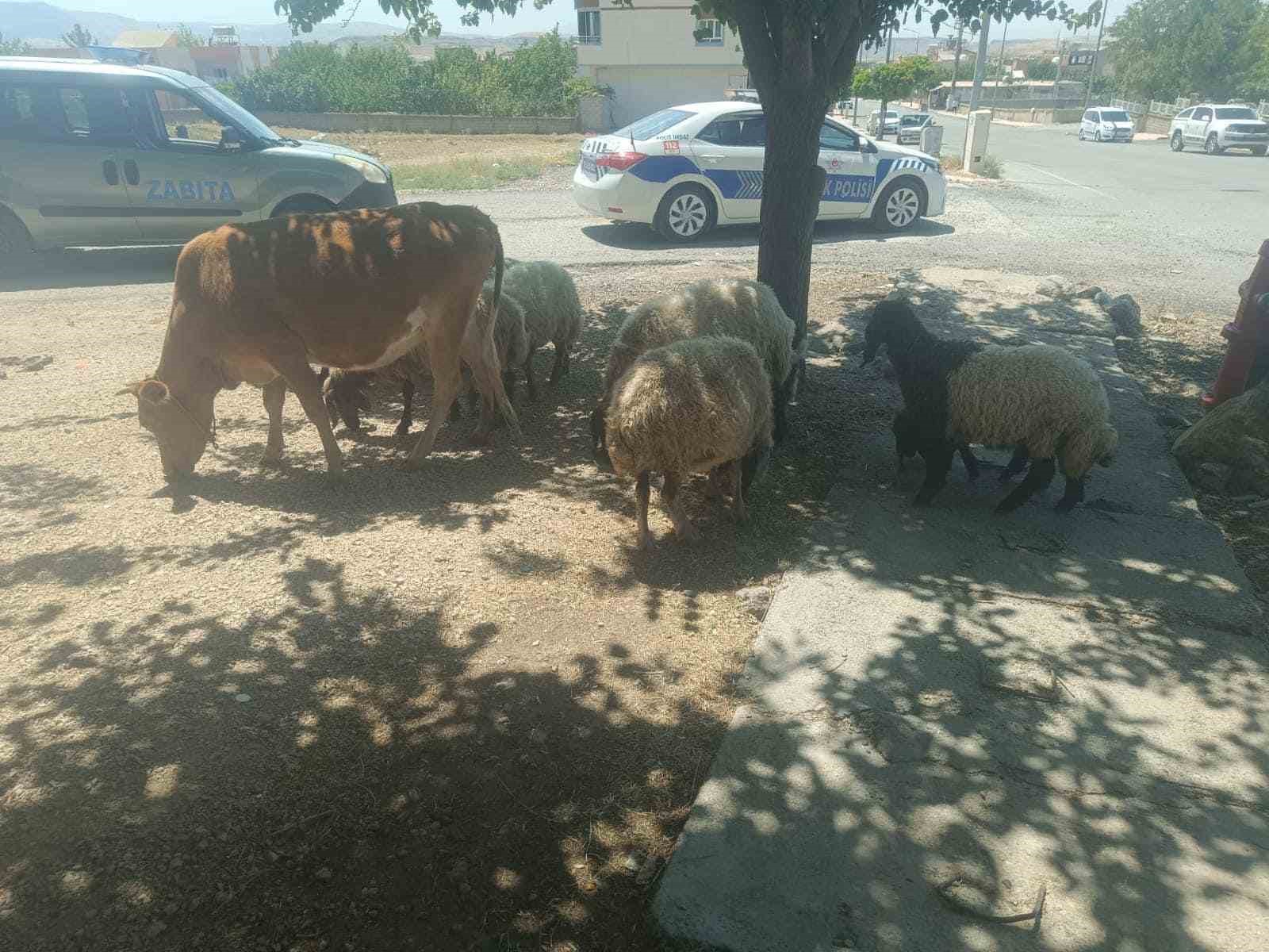 Batman’da başıboş hayvanların sahiplerine ceza kesildi
