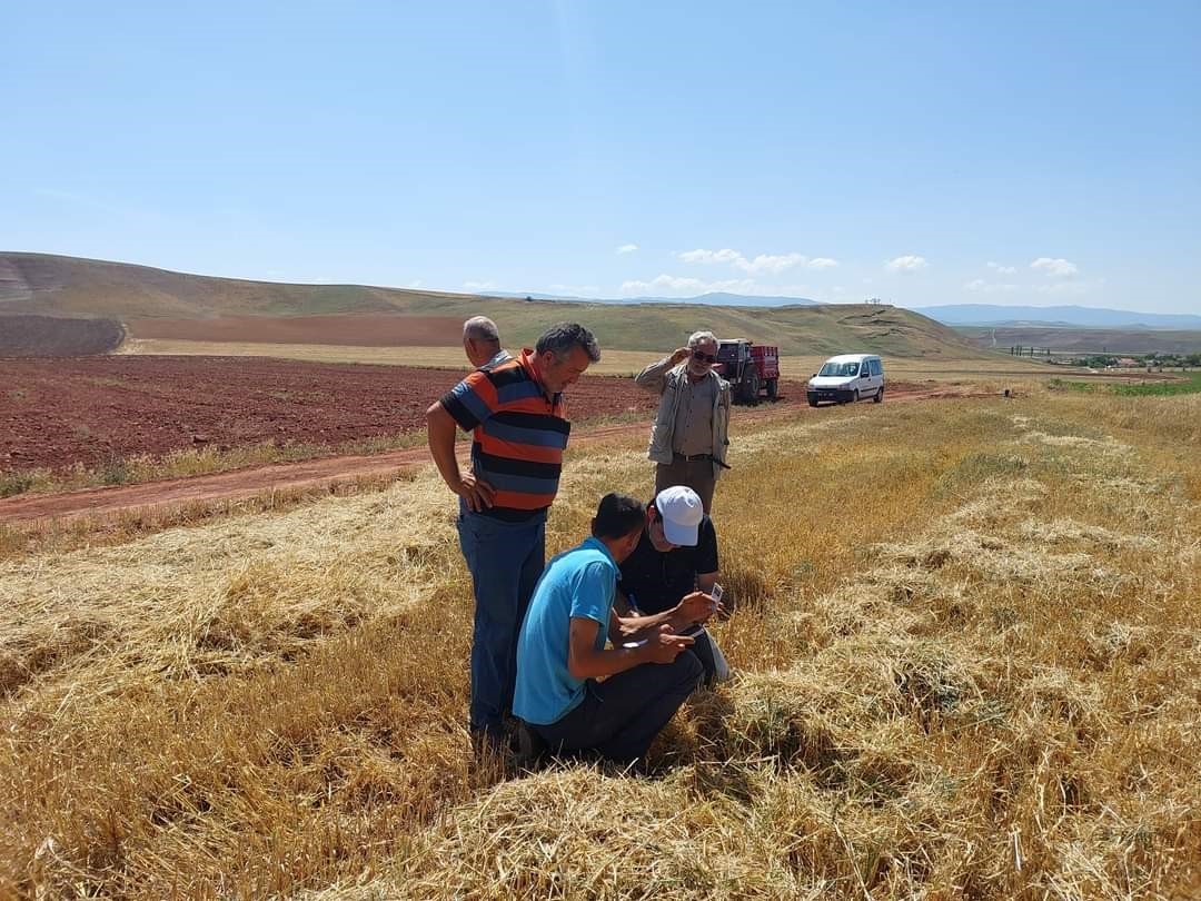 Sungurlu’da biçerdöverler kontrol ediliyor
