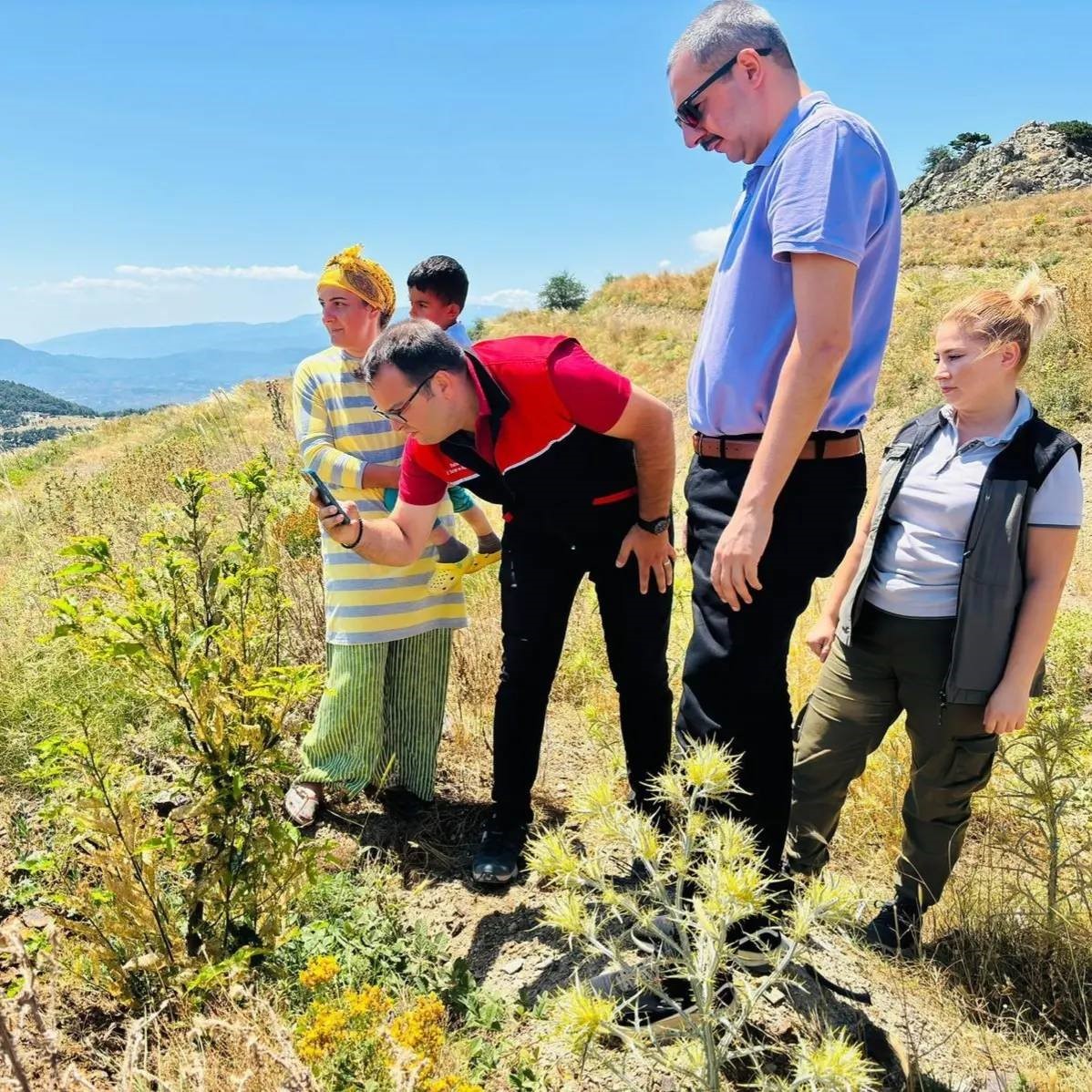 Kestane gal arısı zararlısı için tuzaklar asıldı
