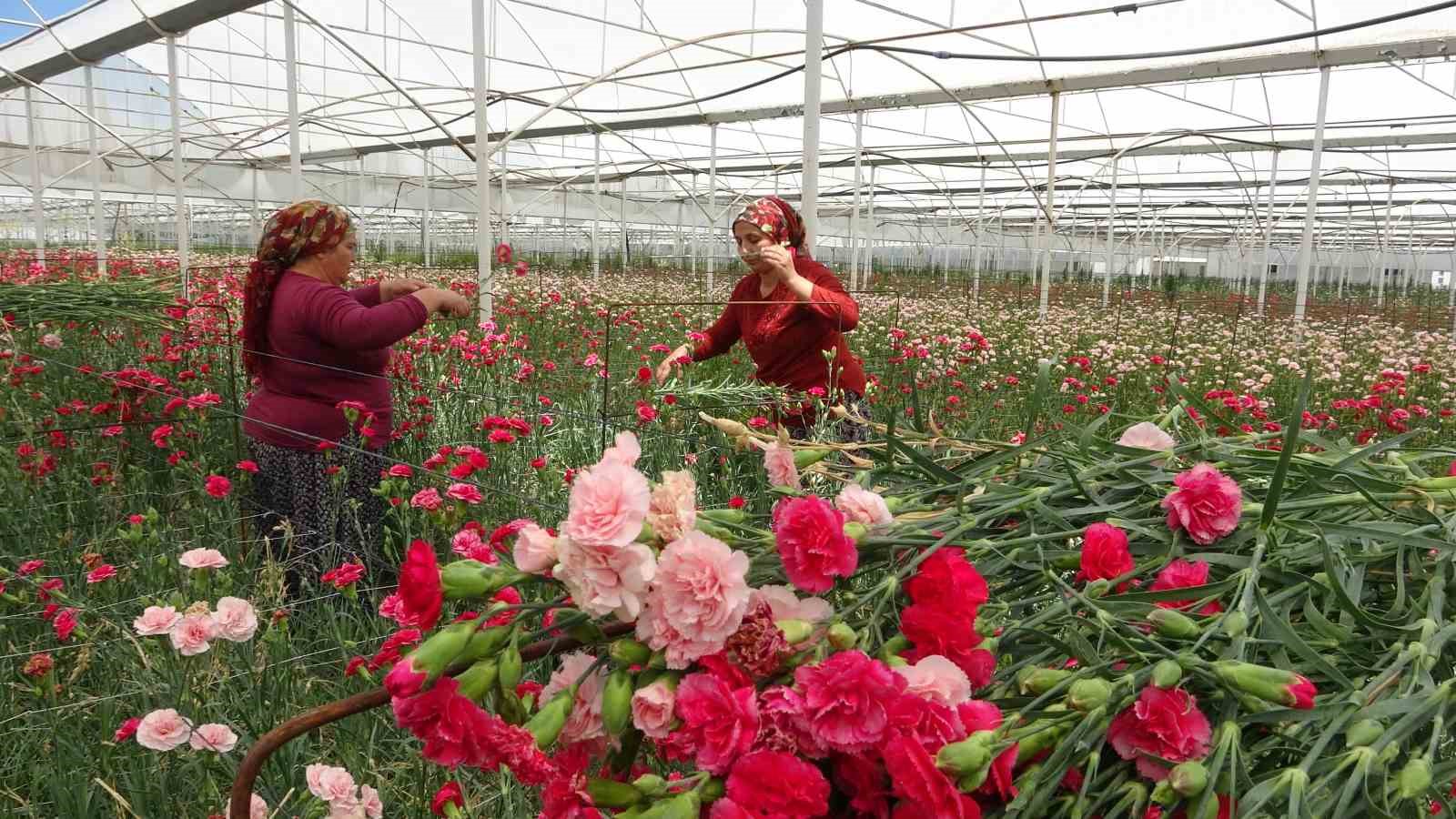 Isparta’nın karanfilleri Avrupa’yı renklendiriyor
