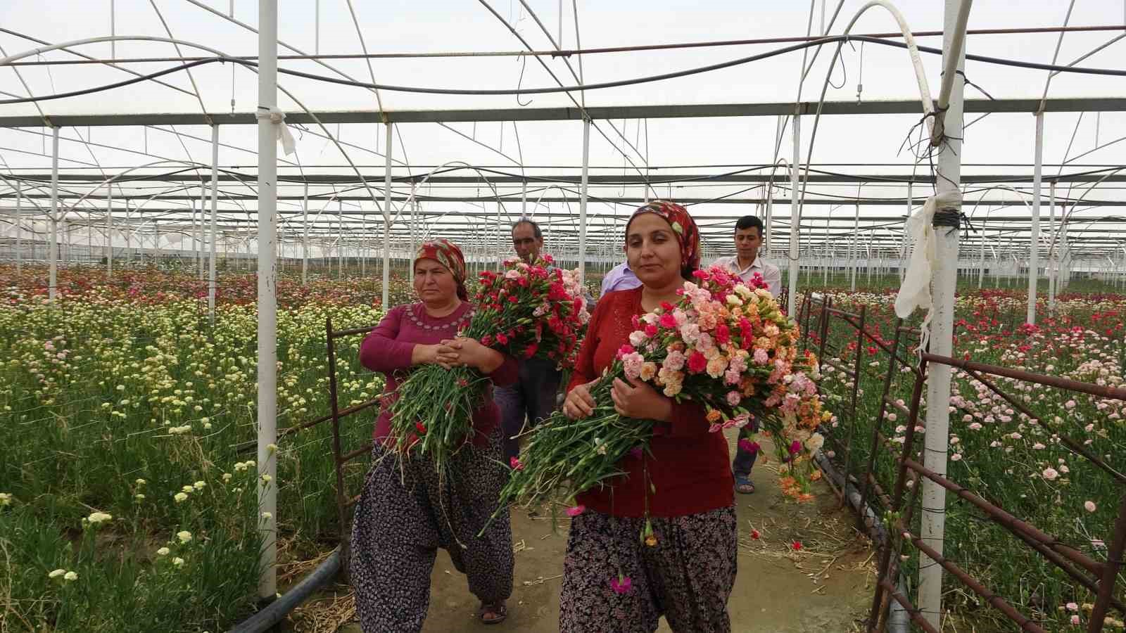 Isparta’nın karanfilleri Avrupa’yı renklendiriyor
