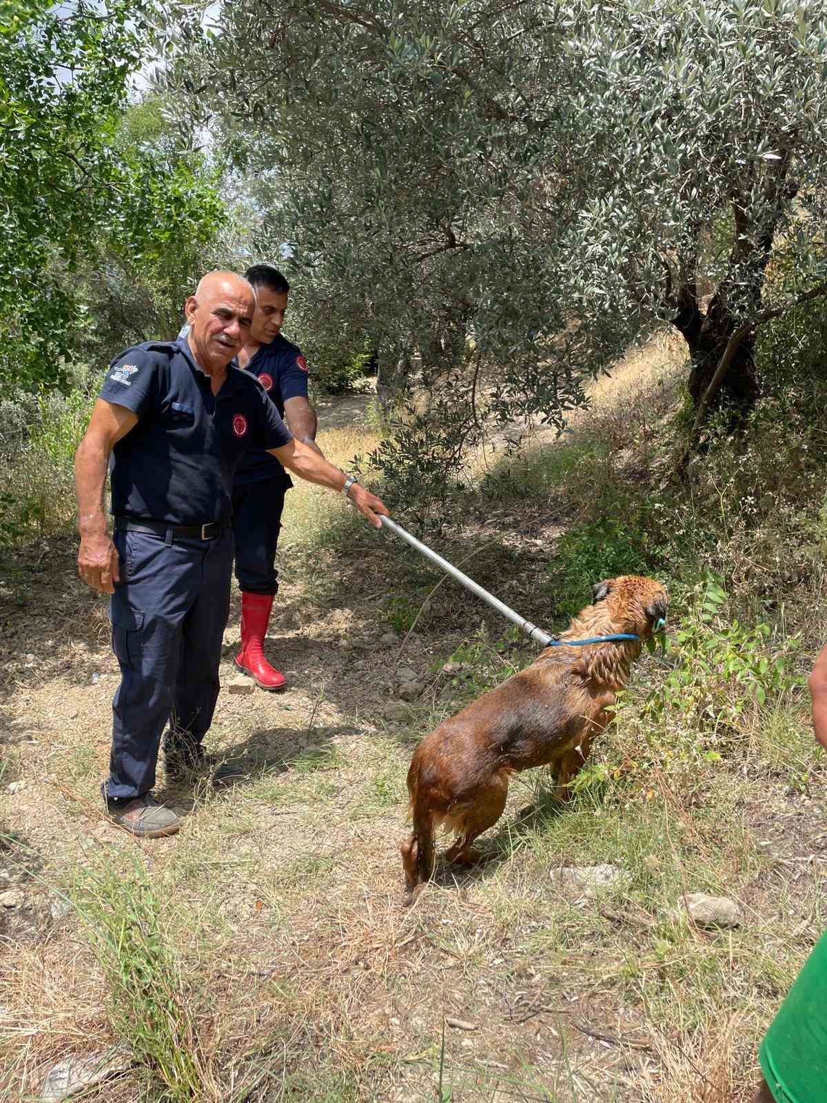 Havuzda mahsur kalan köpek kurtarıldı
