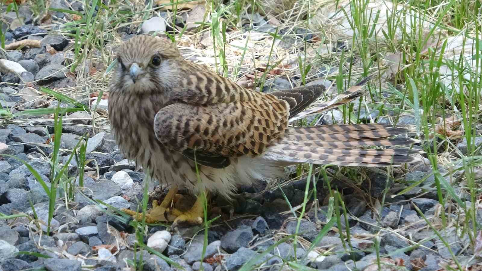 Bingöl’de bitkin halde bulunan atmaca tedavi altına alındı
