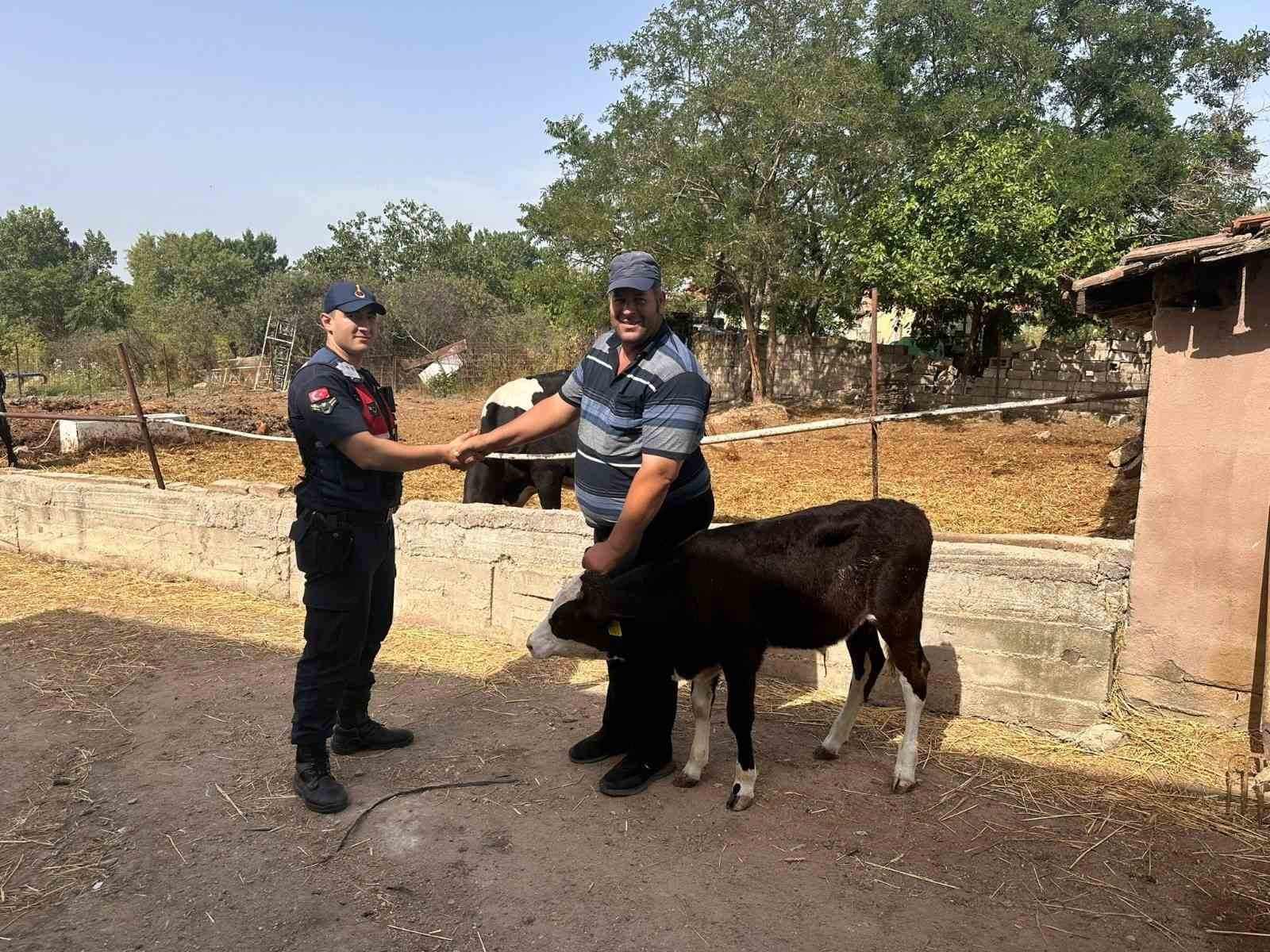 Edirne’de kaybolan buzağı dron ile bulundu
