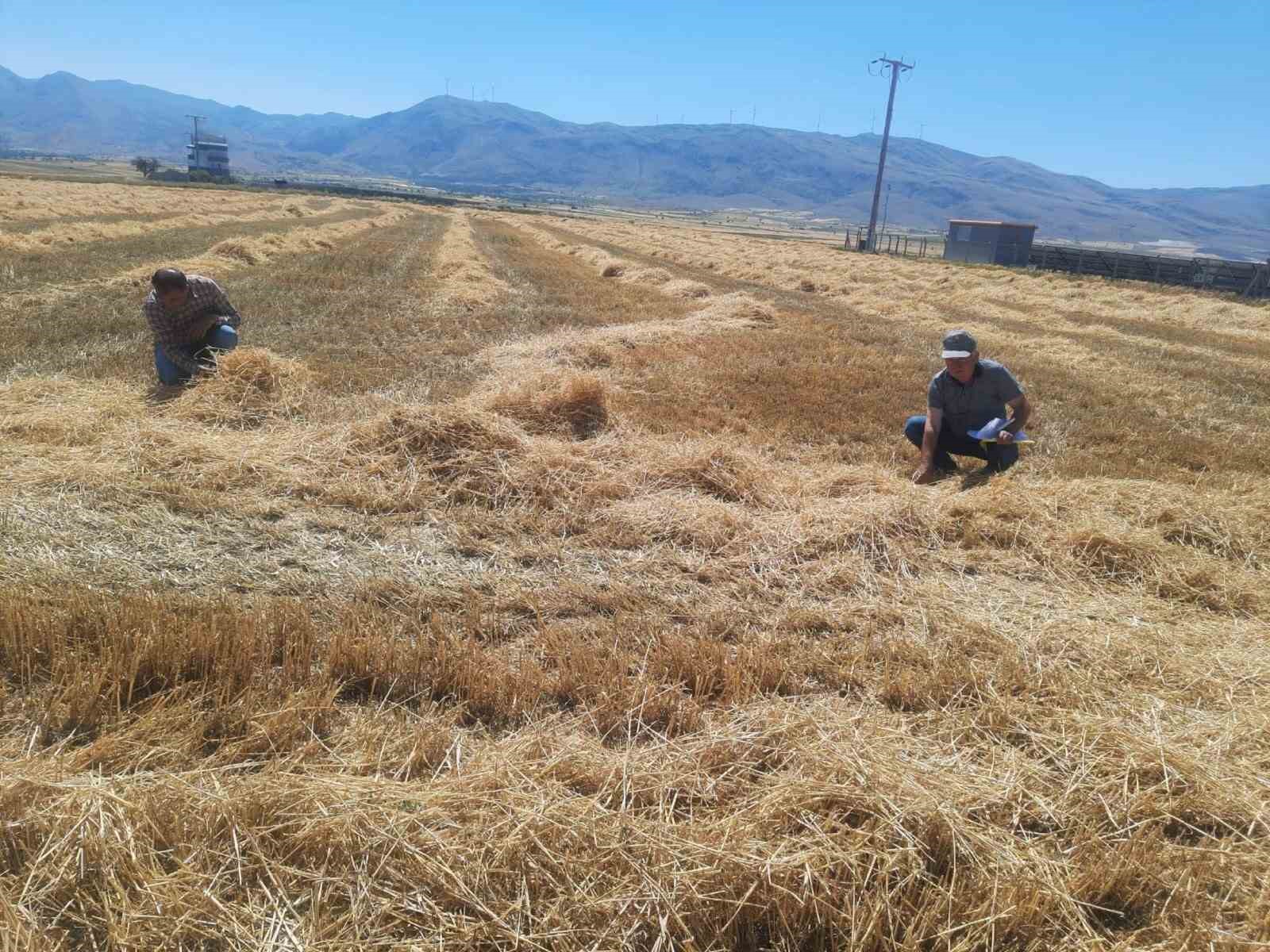 Sandıklı’da hububat hasadı arpayla başladı
