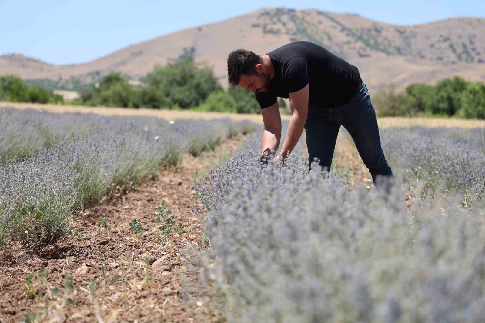 İnternette görüp bir hevesle başladılar, lavanta üreticisi oldular
