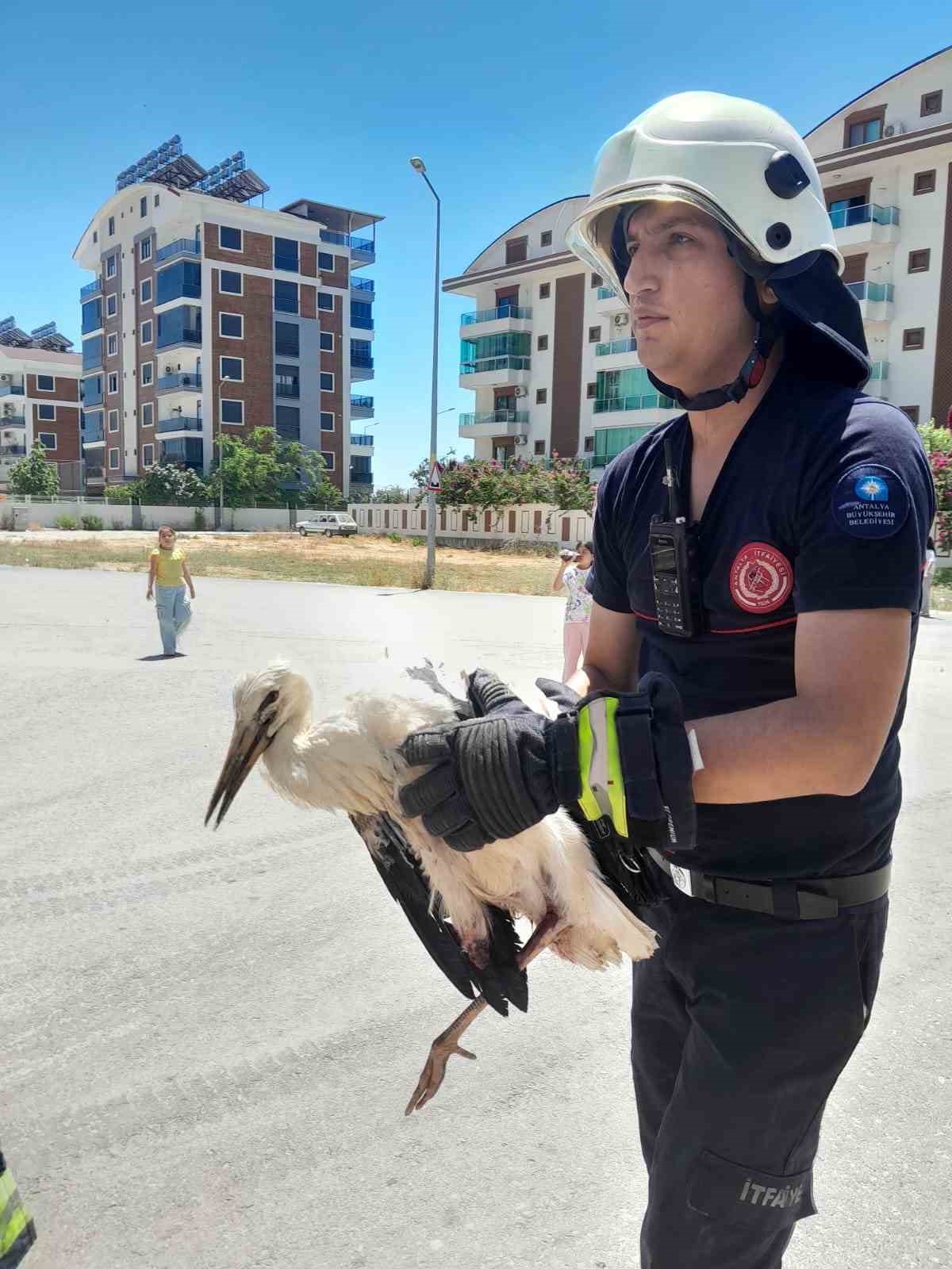 Cami kubbesinde mahsur kalan yaralı leyleğe kurtarma operasyonu
