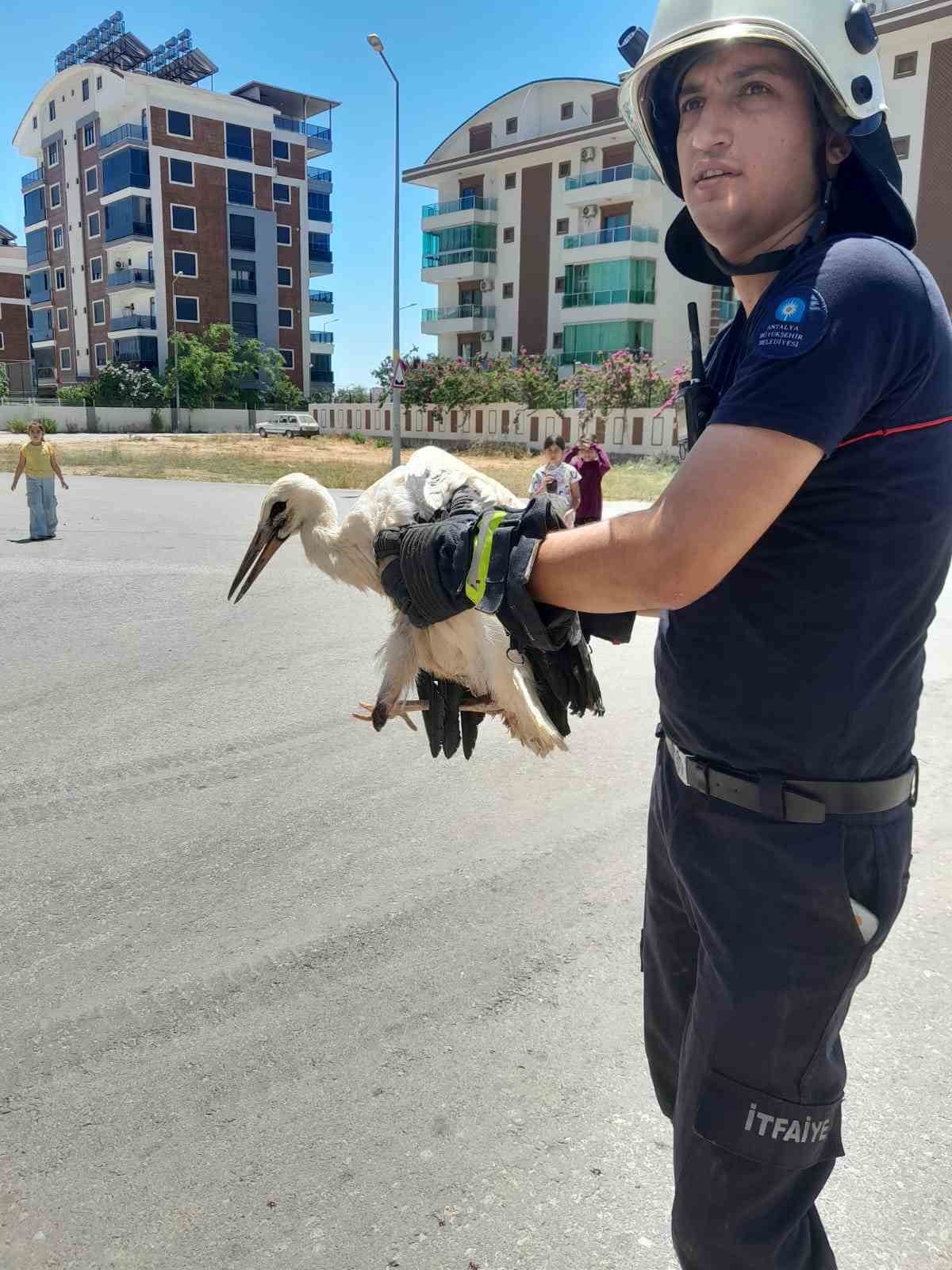 Cami kubbesinde mahsur kalan yaralı leyleğe kurtarma operasyonu
