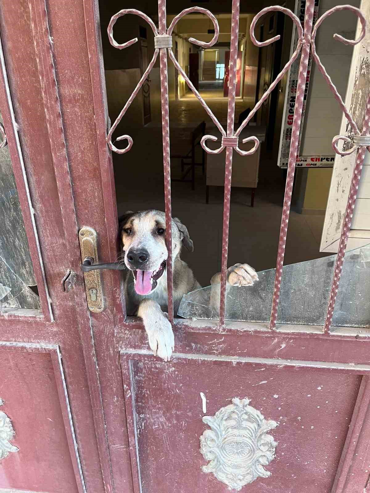 Antakya’da okul binasında mahsur kalan köpek kurtarıldı
