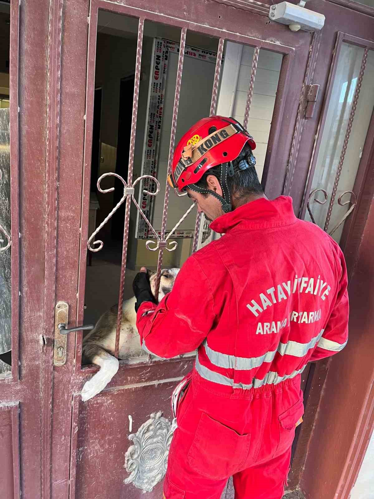 Antakya’da okul binasında mahsur kalan köpek kurtarıldı
