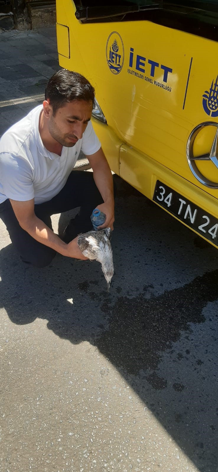 Ataşehir’de İETT şoförü otobüse çarpan martıyı böyle kurtardı
