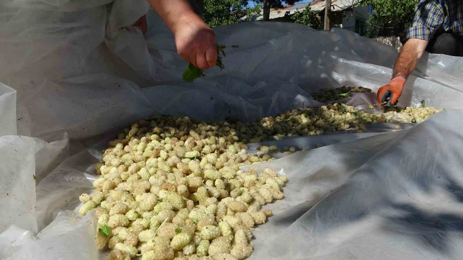 Malatya’da dutun pekmez yolcuğu başladı
