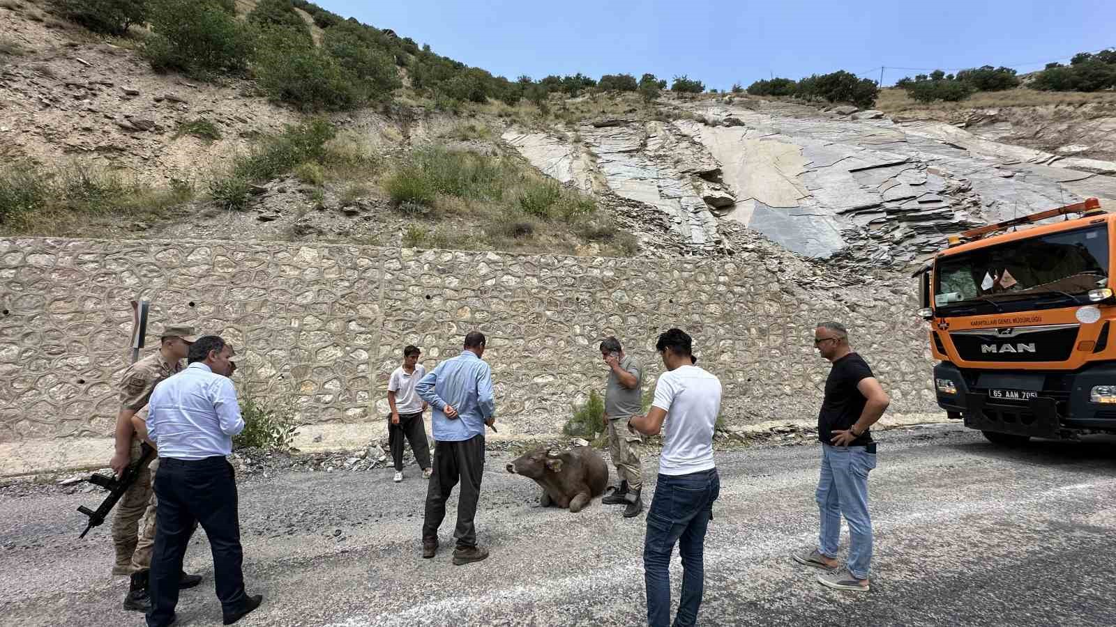 500 metrelik kayalıktan düşen inek ağır yaralandı
