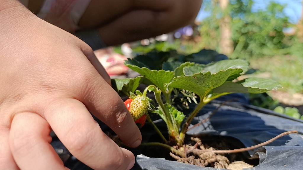 Minikler, hobi bahçesinde ilk hasatlarını yaptı
