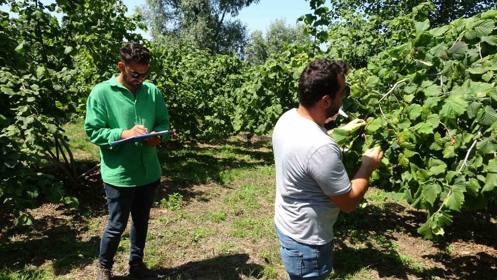 Fındıkta rekolte tespit çalışmaları başladı
