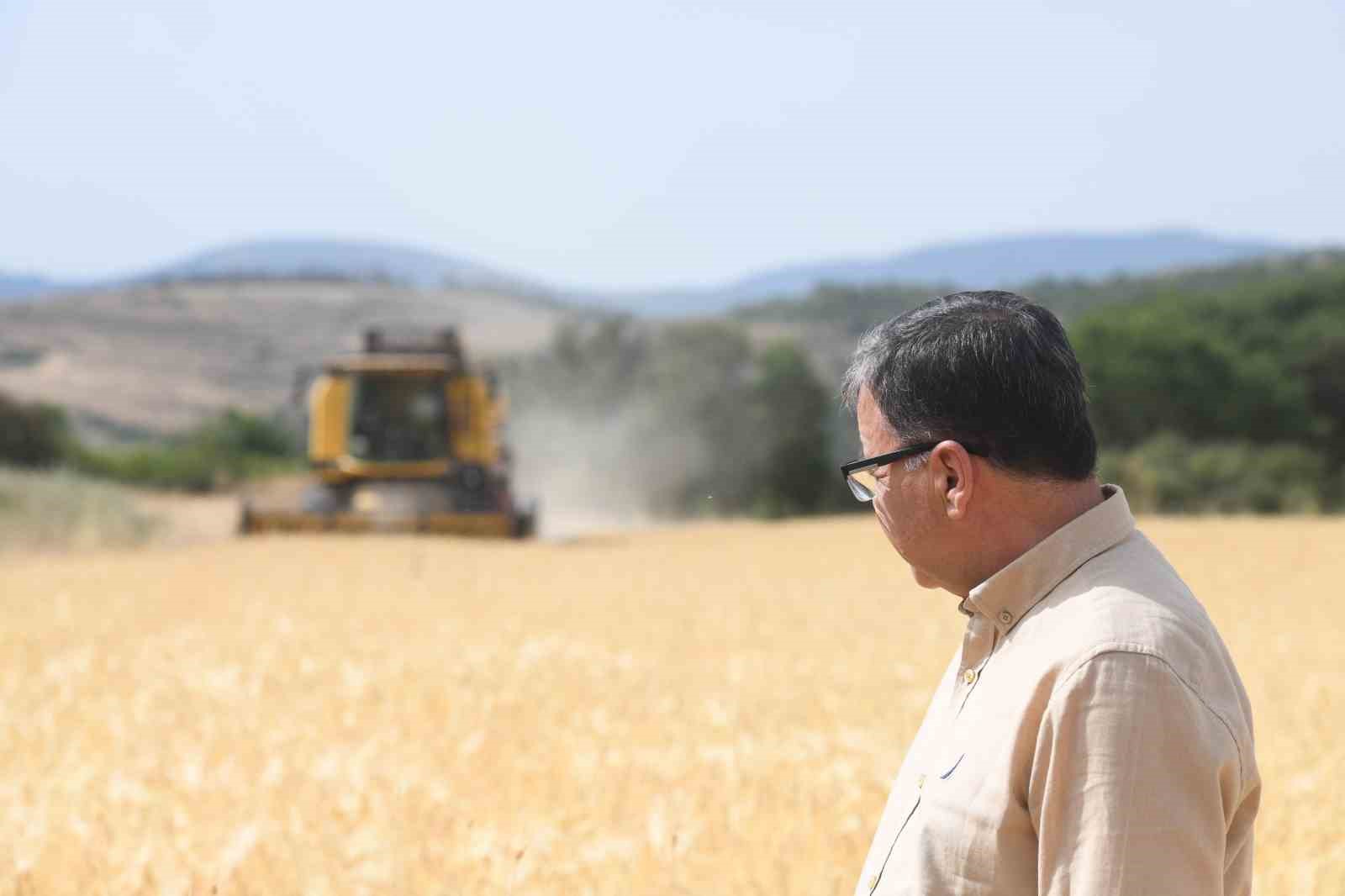 Altıeylül’de altın başak hasadı gerçekleşti
