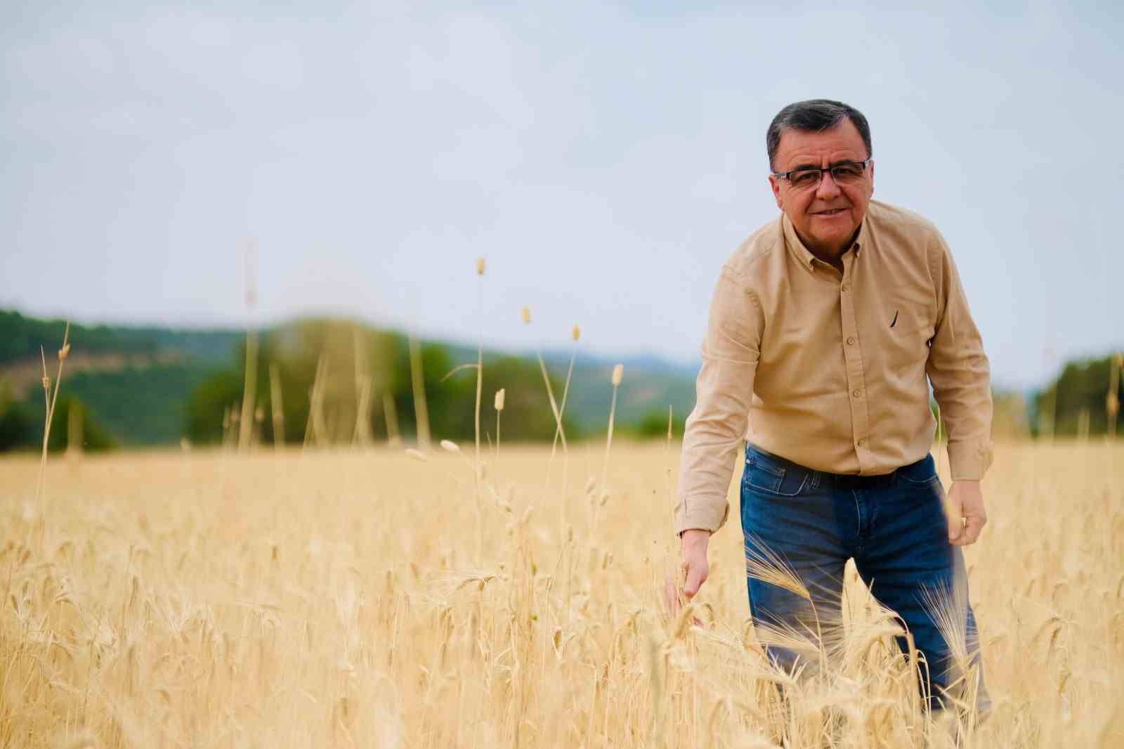 Altıeylül’de altın başak hasadı gerçekleşti
