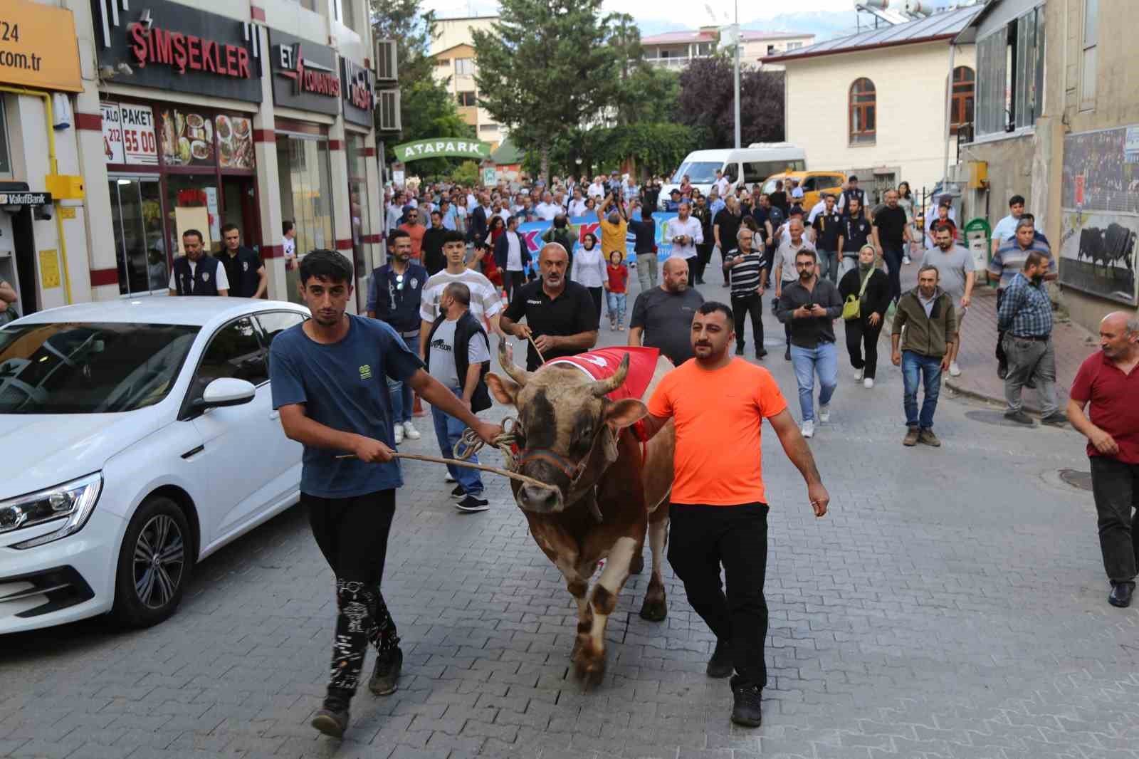 43. Kafkasör Festivali boğalı kortej yürüyüşüyle başladı
