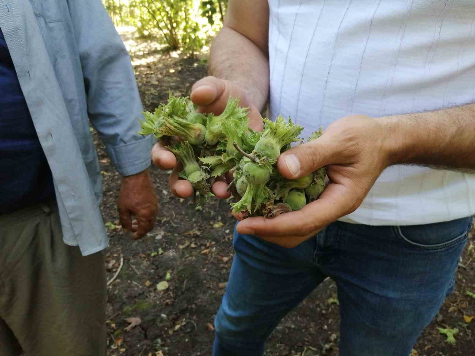 Fındık bahçelerinde kahverengi kokarca artışı
