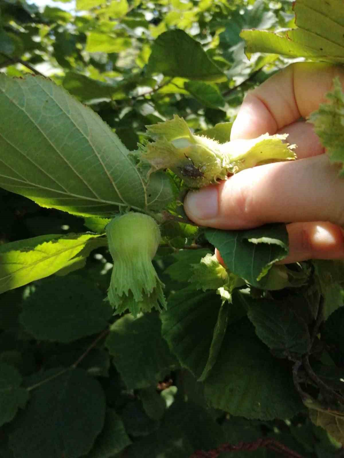 Fındık bahçelerinde kahverengi kokarca artışı
