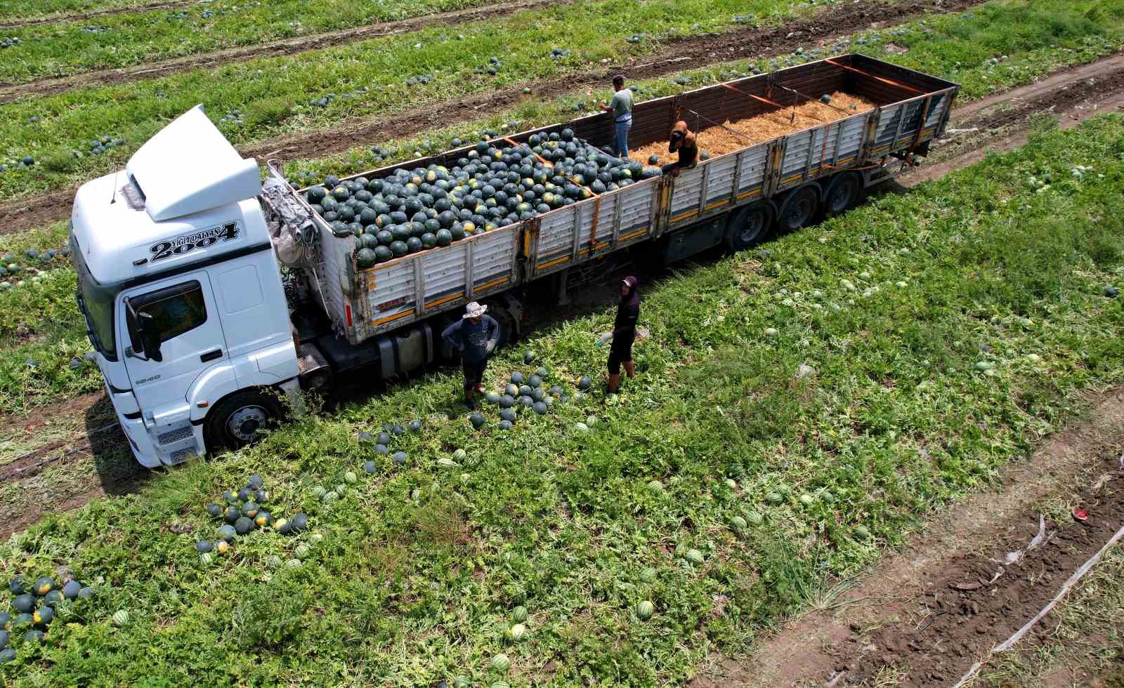 Adana’nın çekirdeksiz karpuzu Avrupa sofralarını süslüyor
